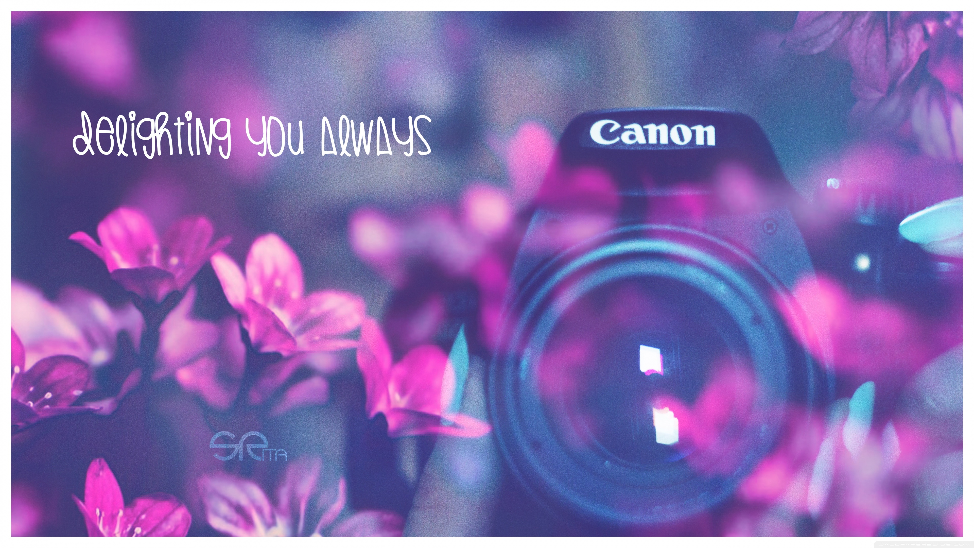 相机 鲜花 文字