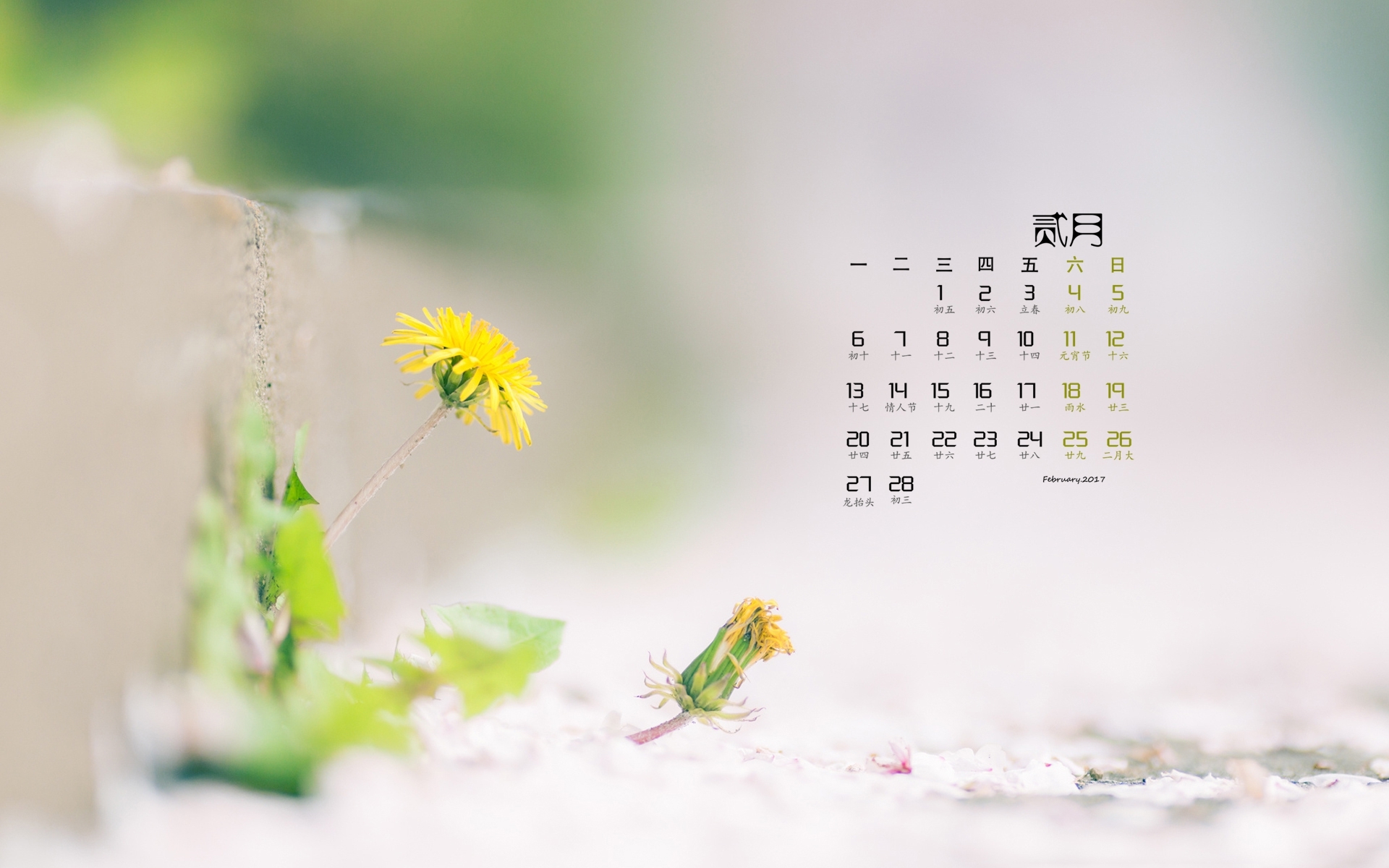 2月 小清新 植物 小黄花