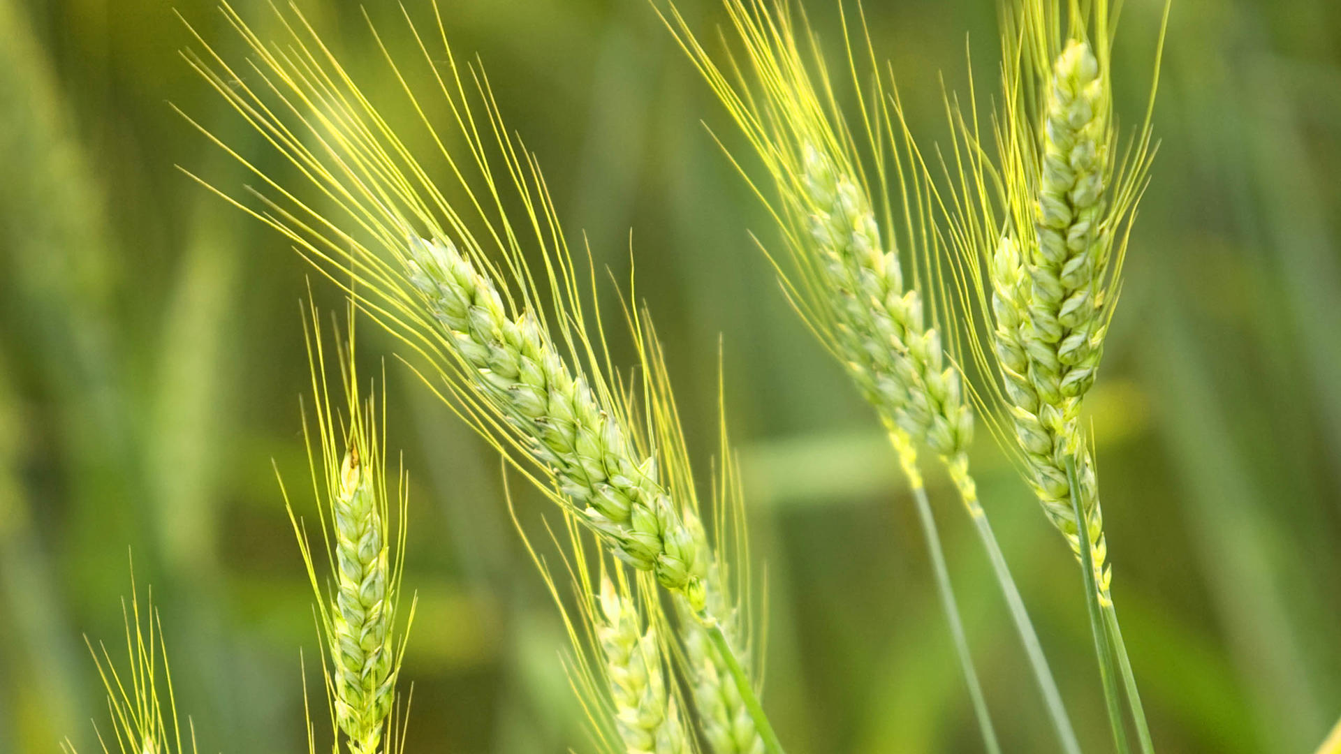 小清新 麦穗 护眼