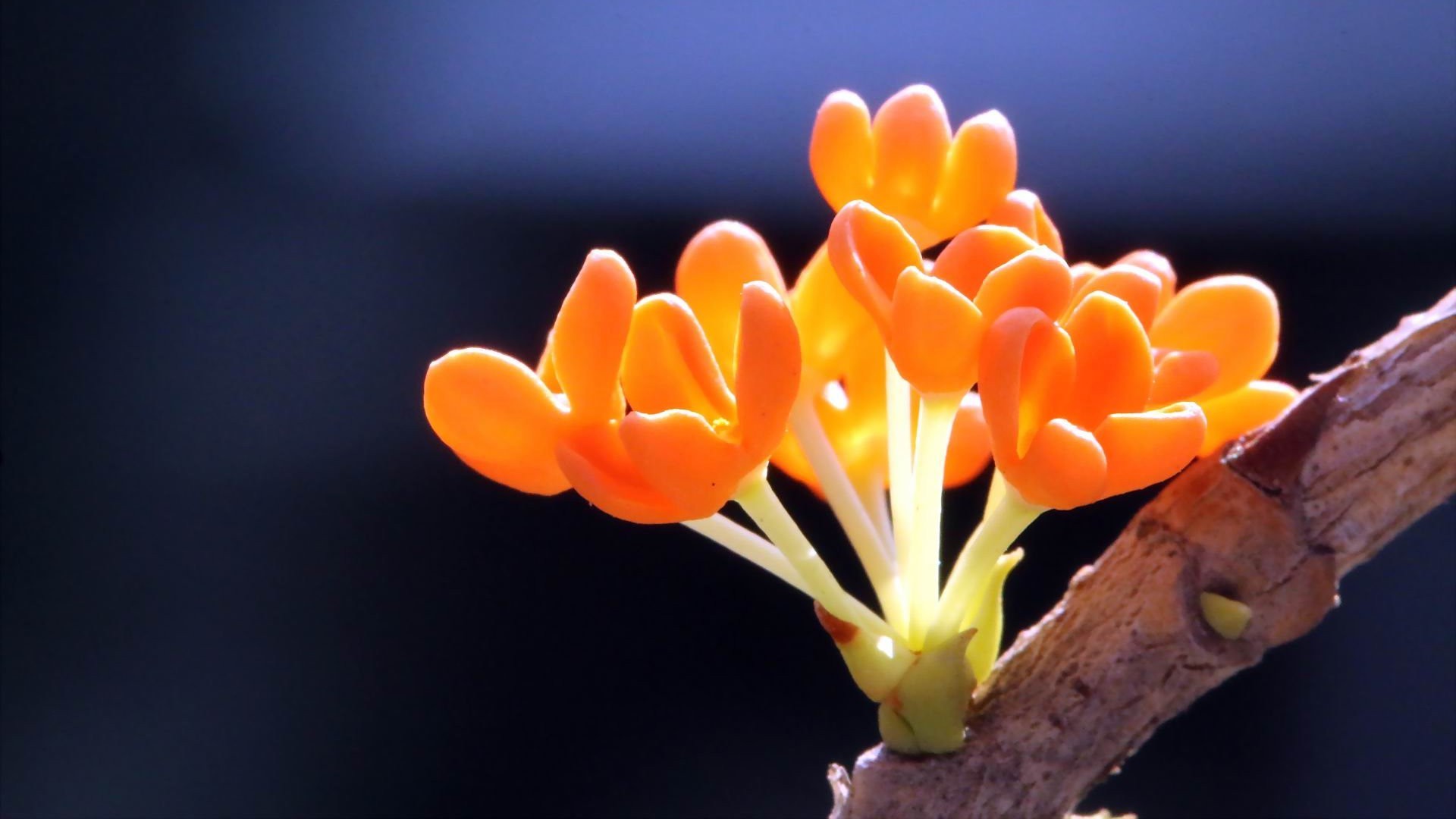 小清新 植物 花朵 娇艳欲滴 桂花