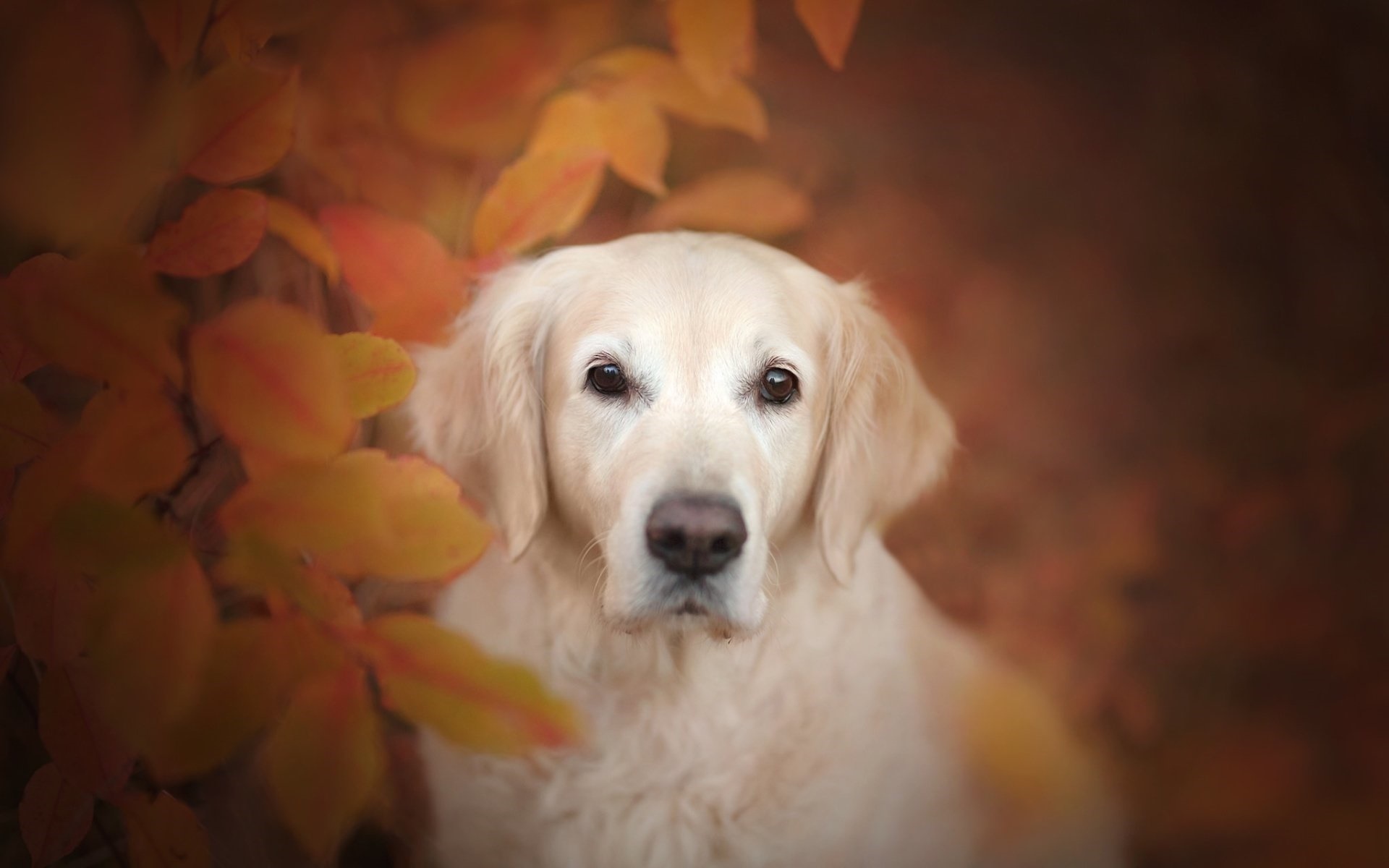 动物 萌宠 狗 汪星人