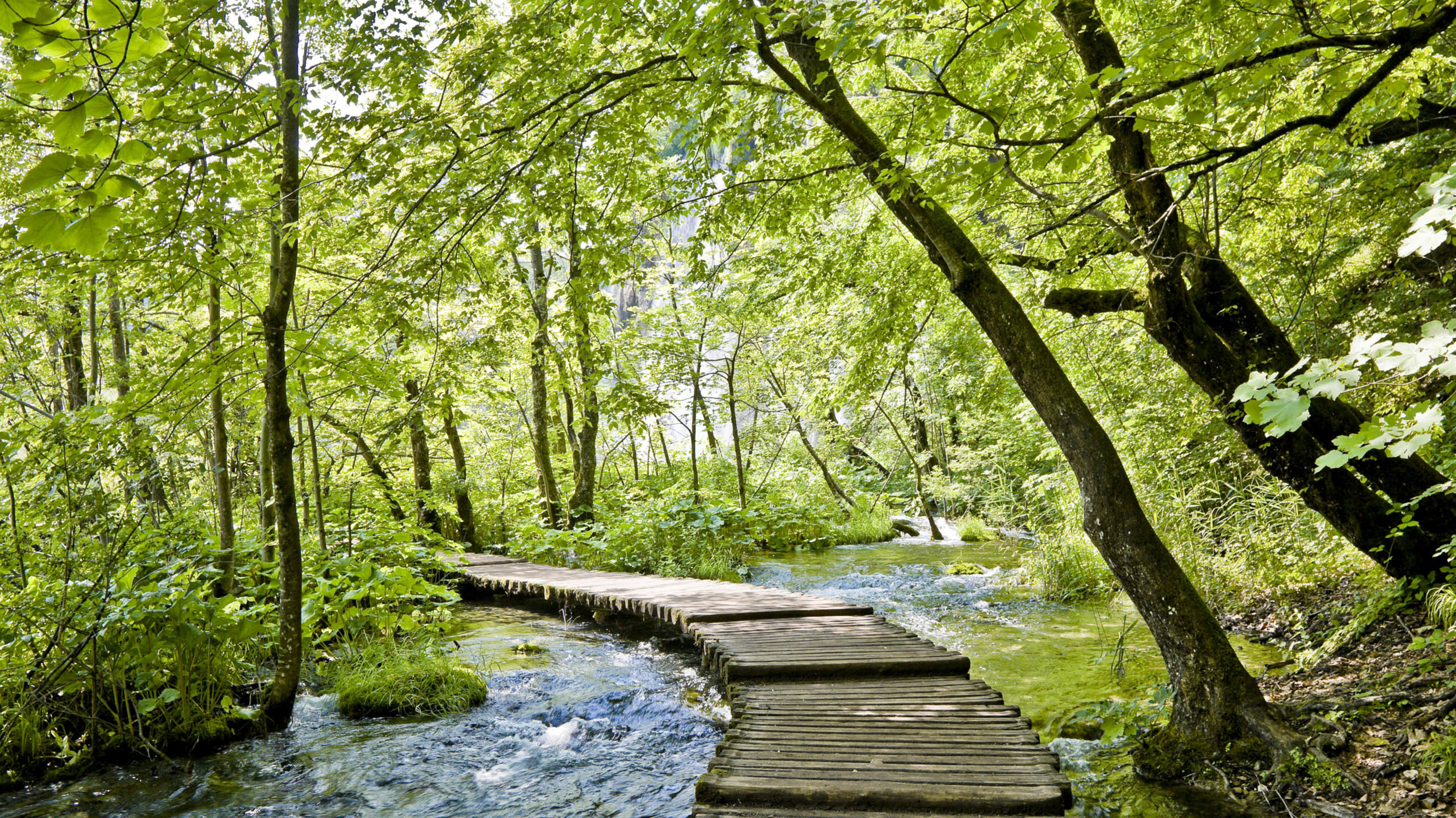 春天 溪水 绿色