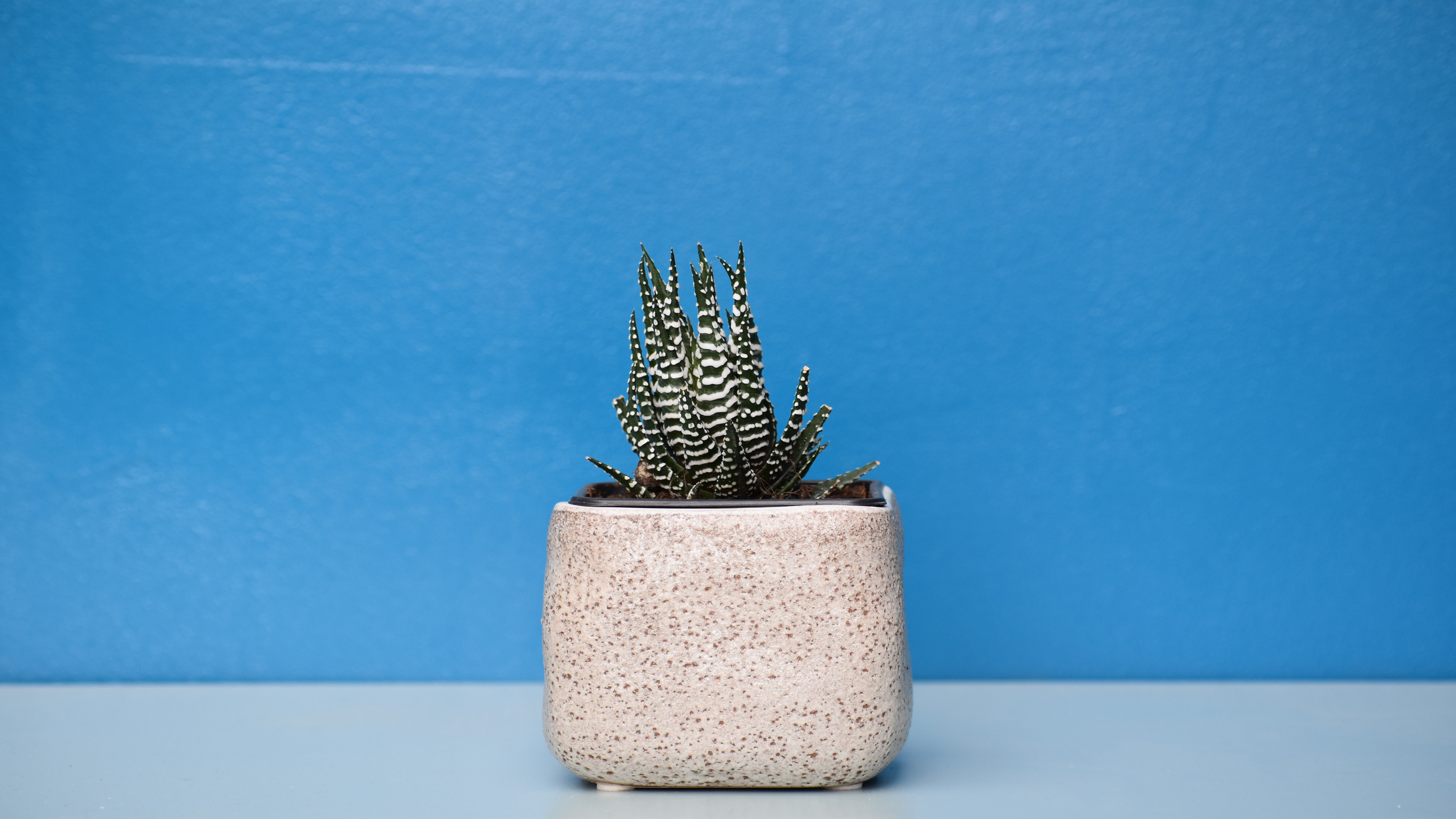 4K 小清新 植物 盆栽