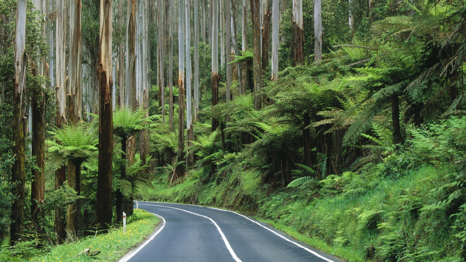 风景 道路 公路 植物 森林