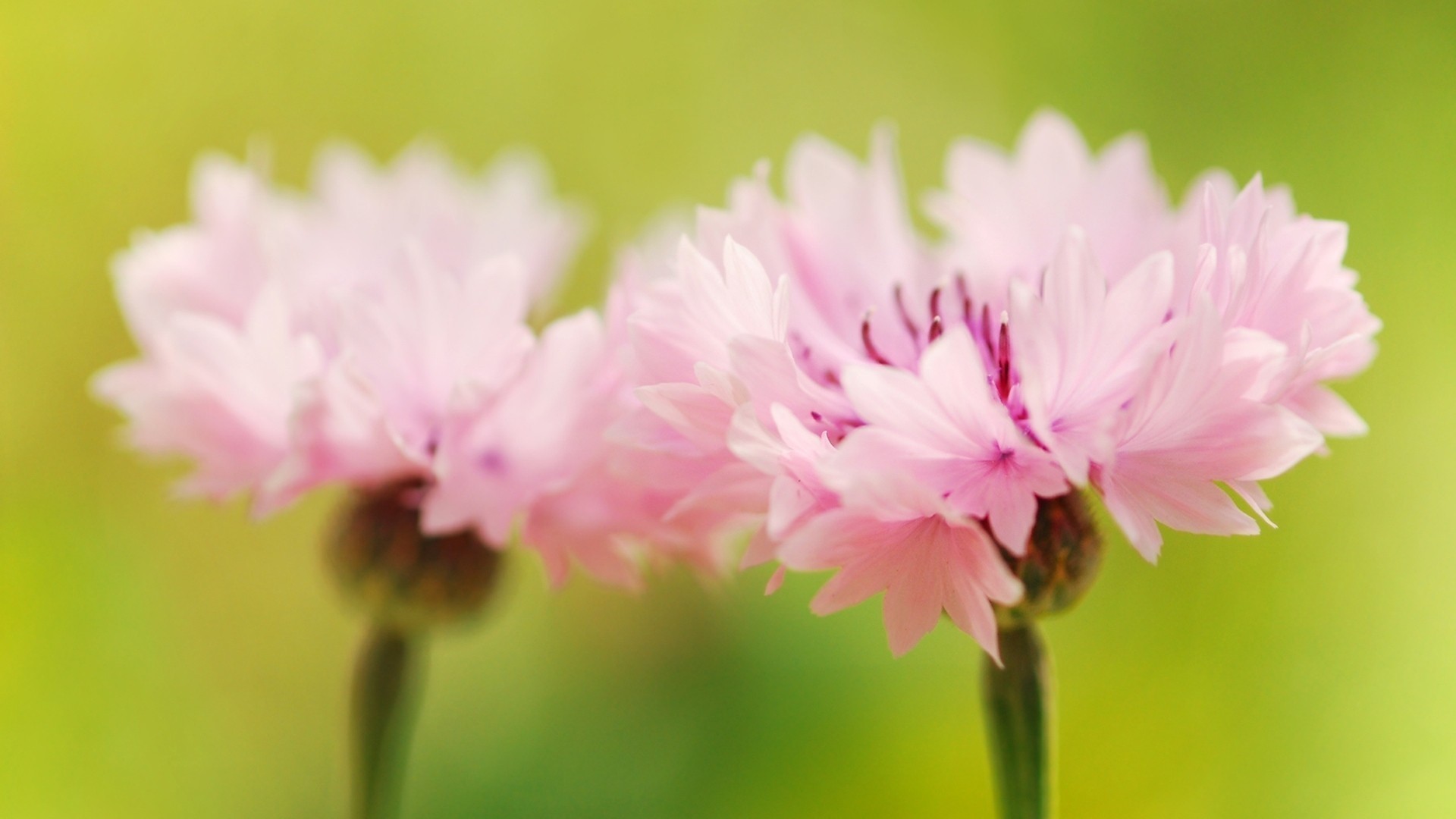 小清新 植物 花卉 粉色