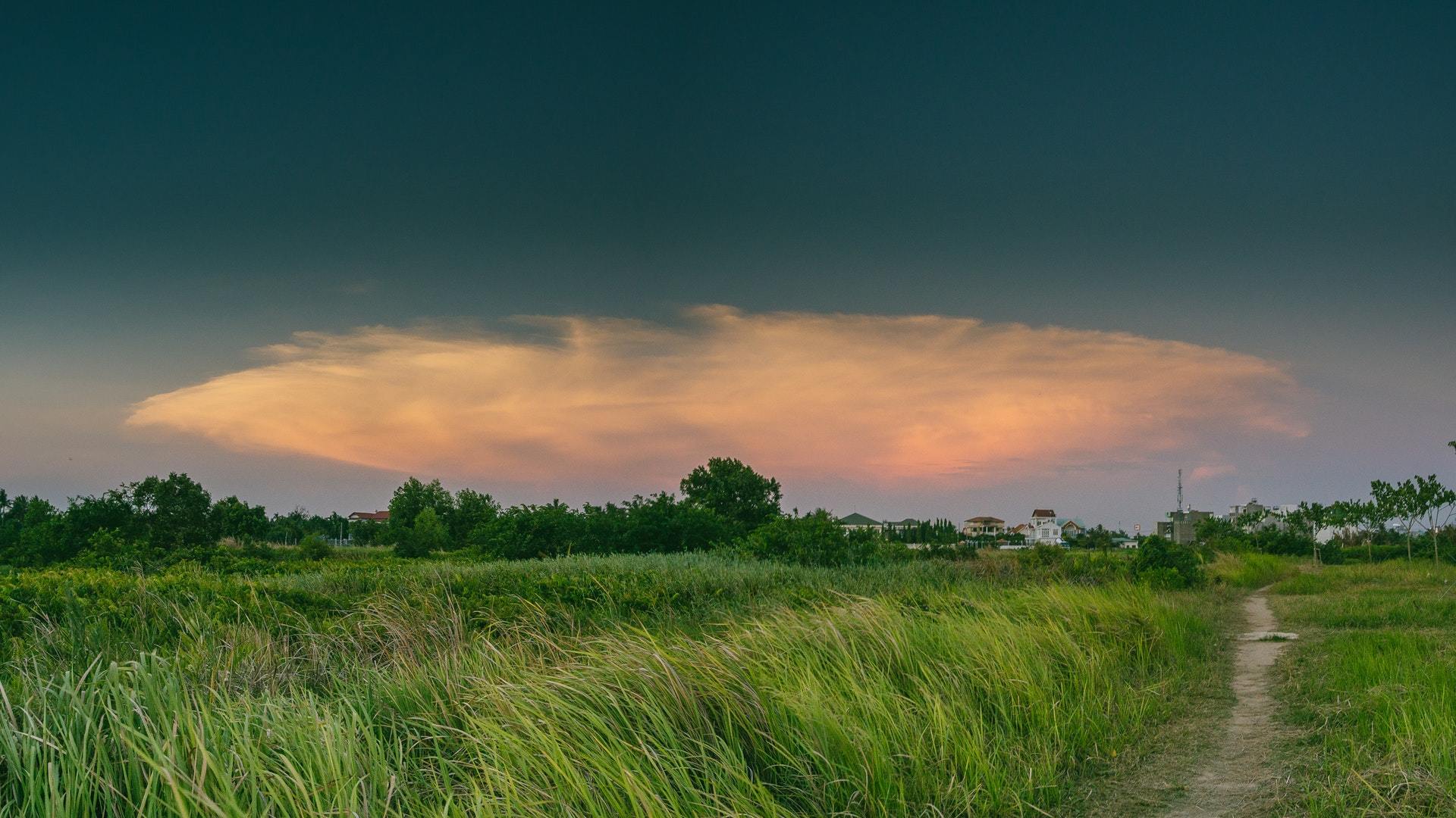 风景 黄昏 麦田