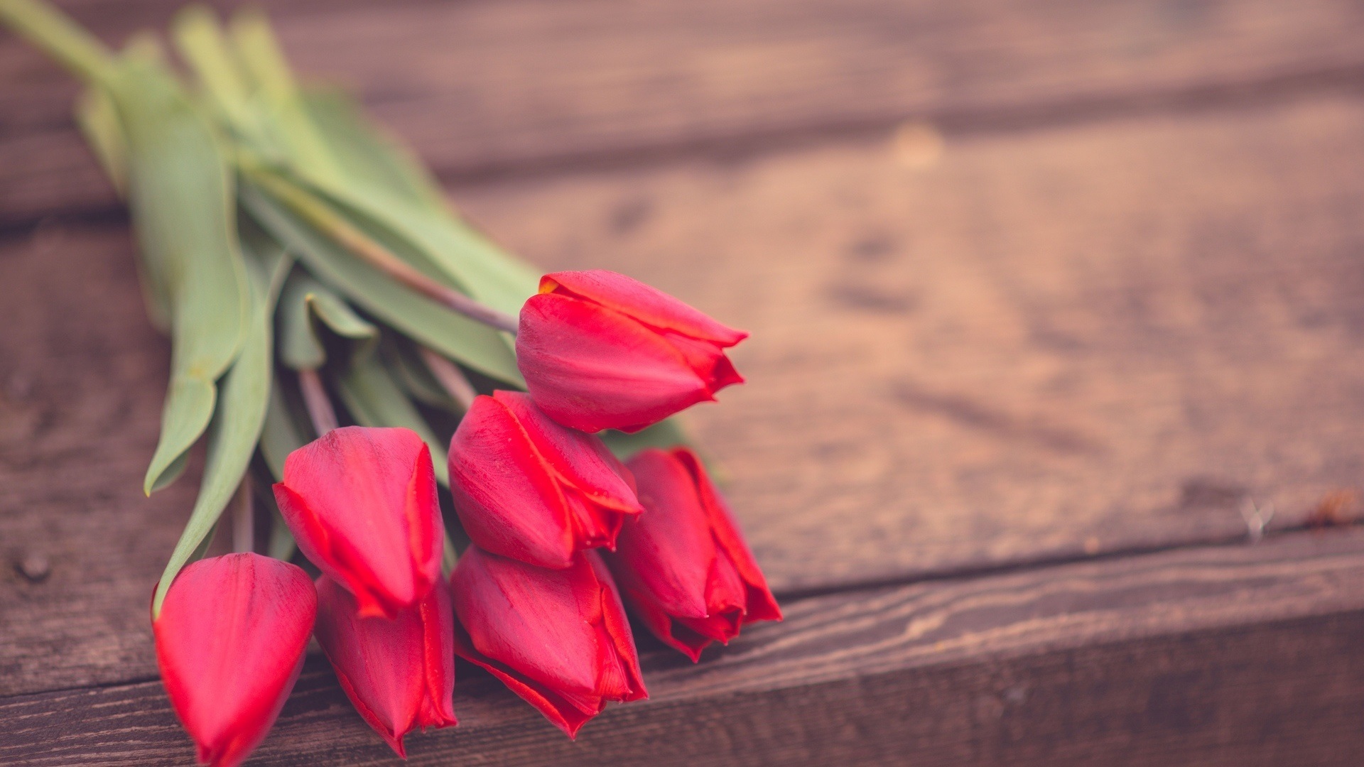 小清新 郁金香 宽屏