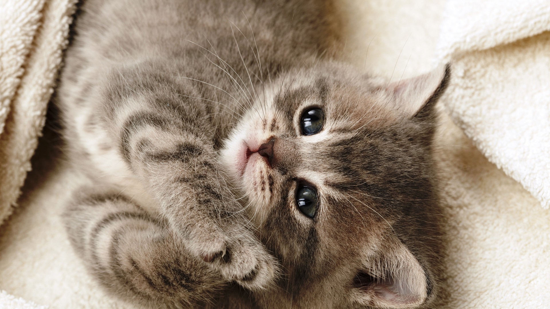 动物 萌宠 猫 喵星人