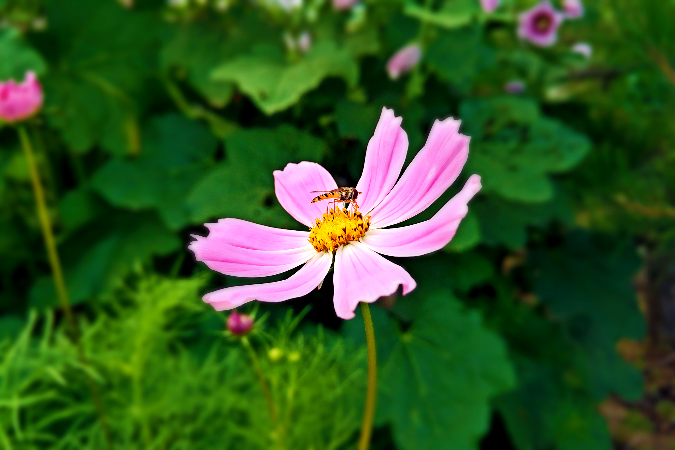 风景 自然 清新 花 蜜蜂