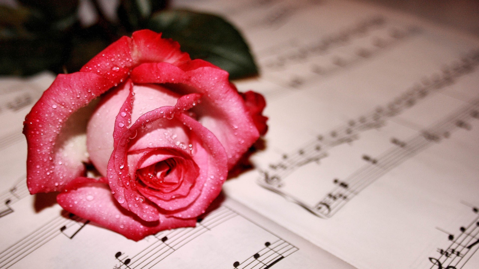 唯美温馨 玫瑰花