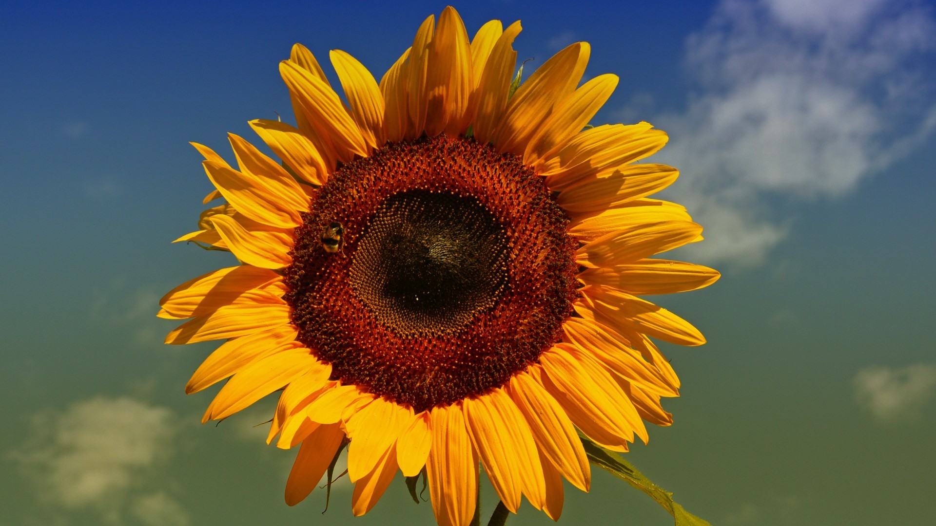 小清新 鸟语花香 向日葵