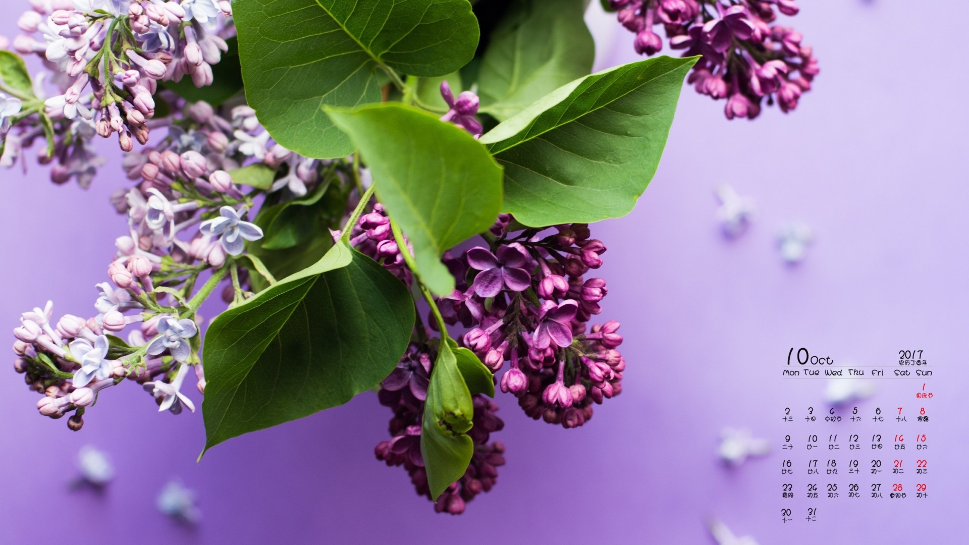 月历 2017年10月 丁香花
