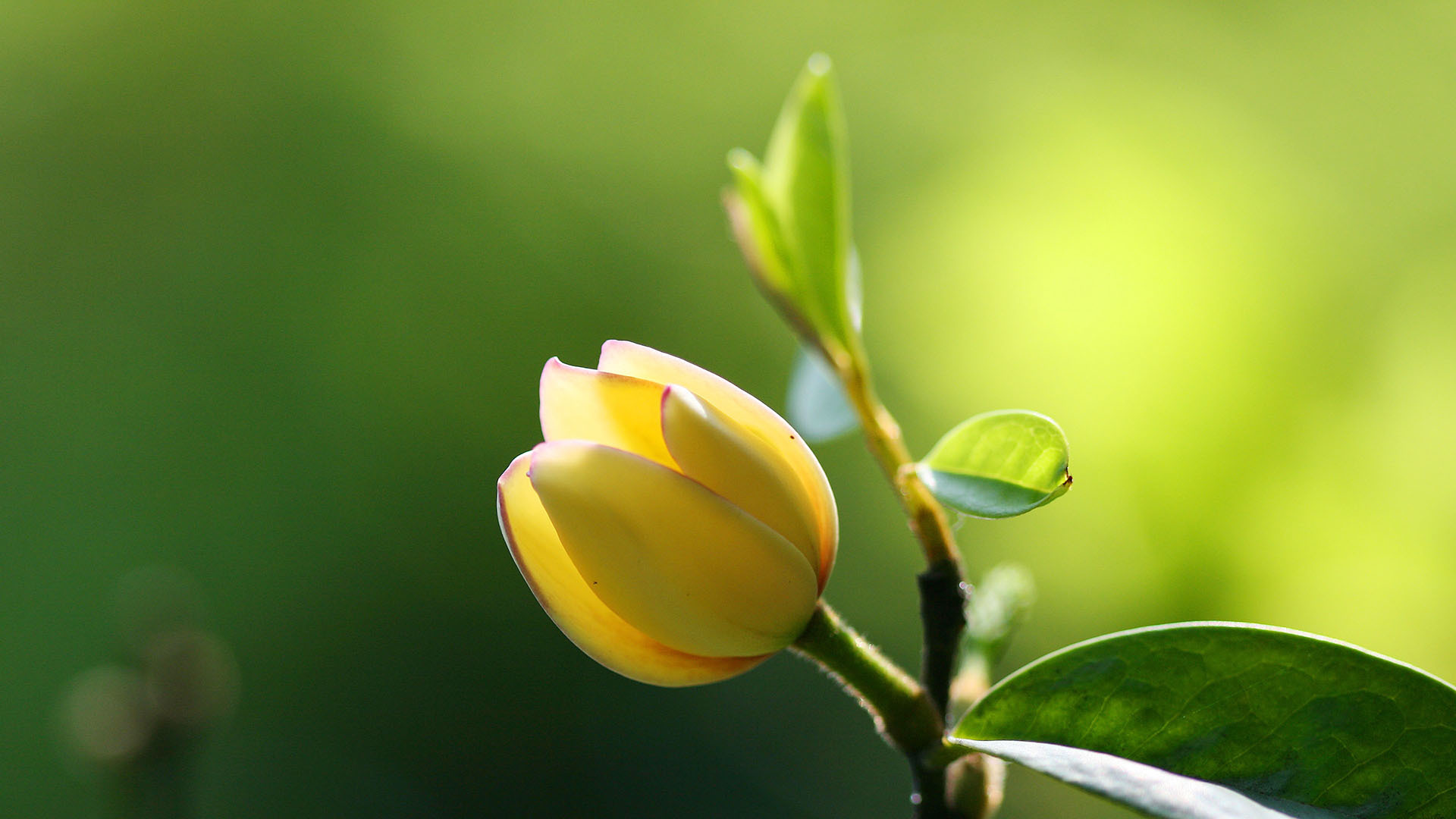 护眼壁纸  绿色 花卉 植物  微距