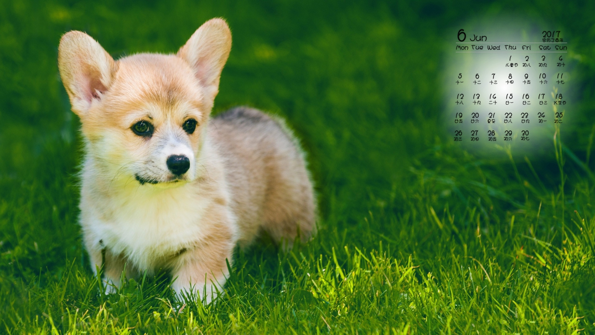 柯基 日历 6月
