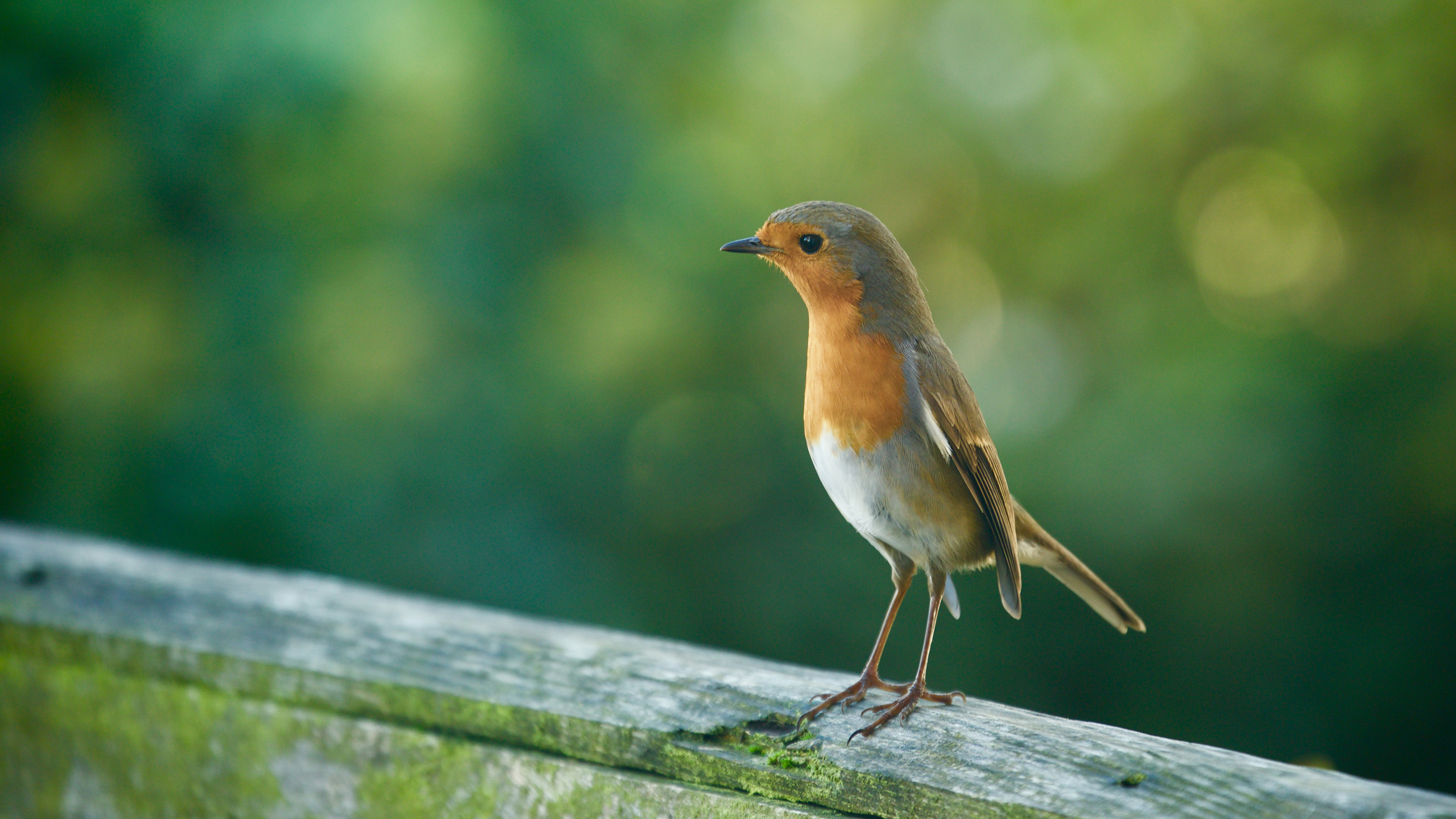 小鸟 动物 绿色