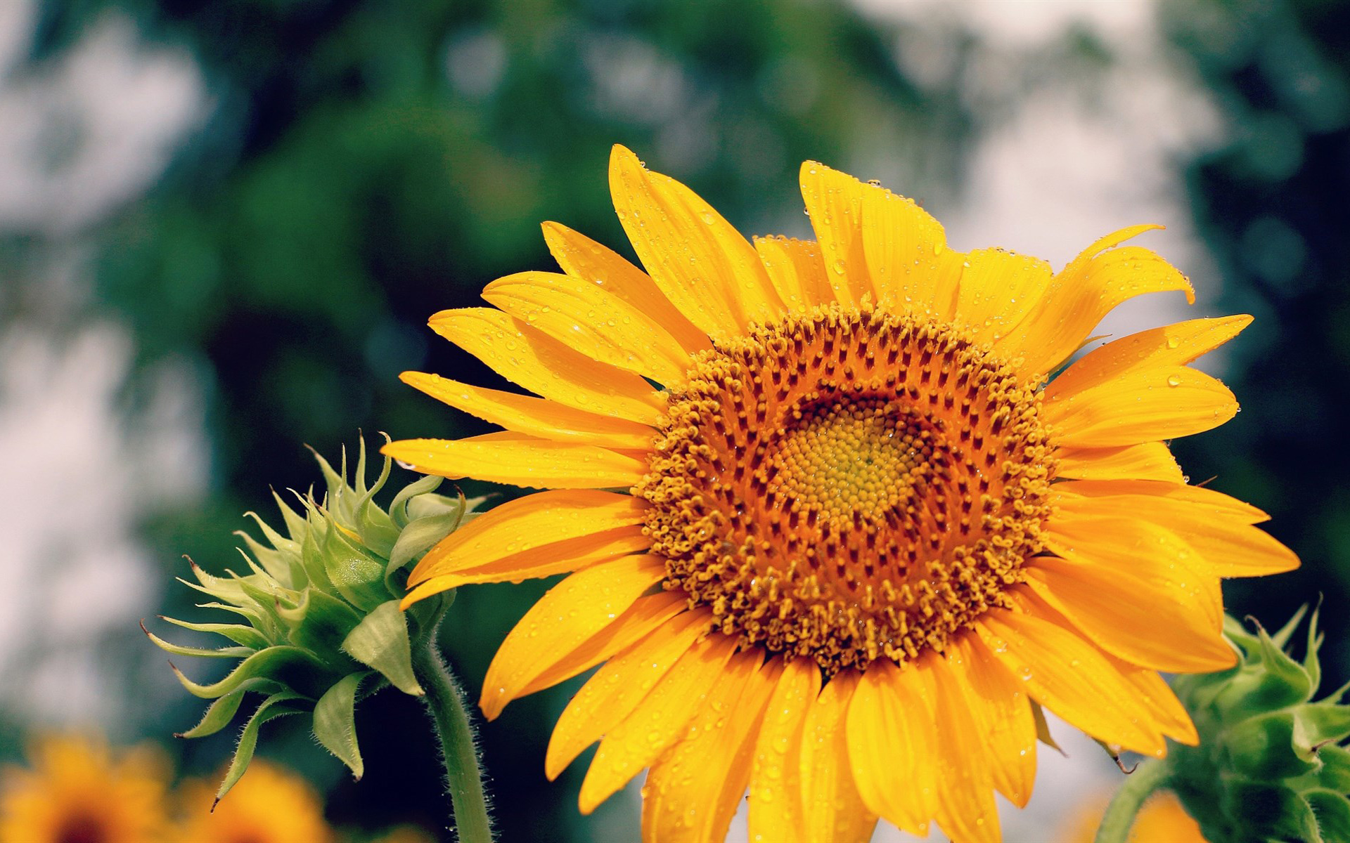 小清新 花朵 娇艳欲滴 向日葵