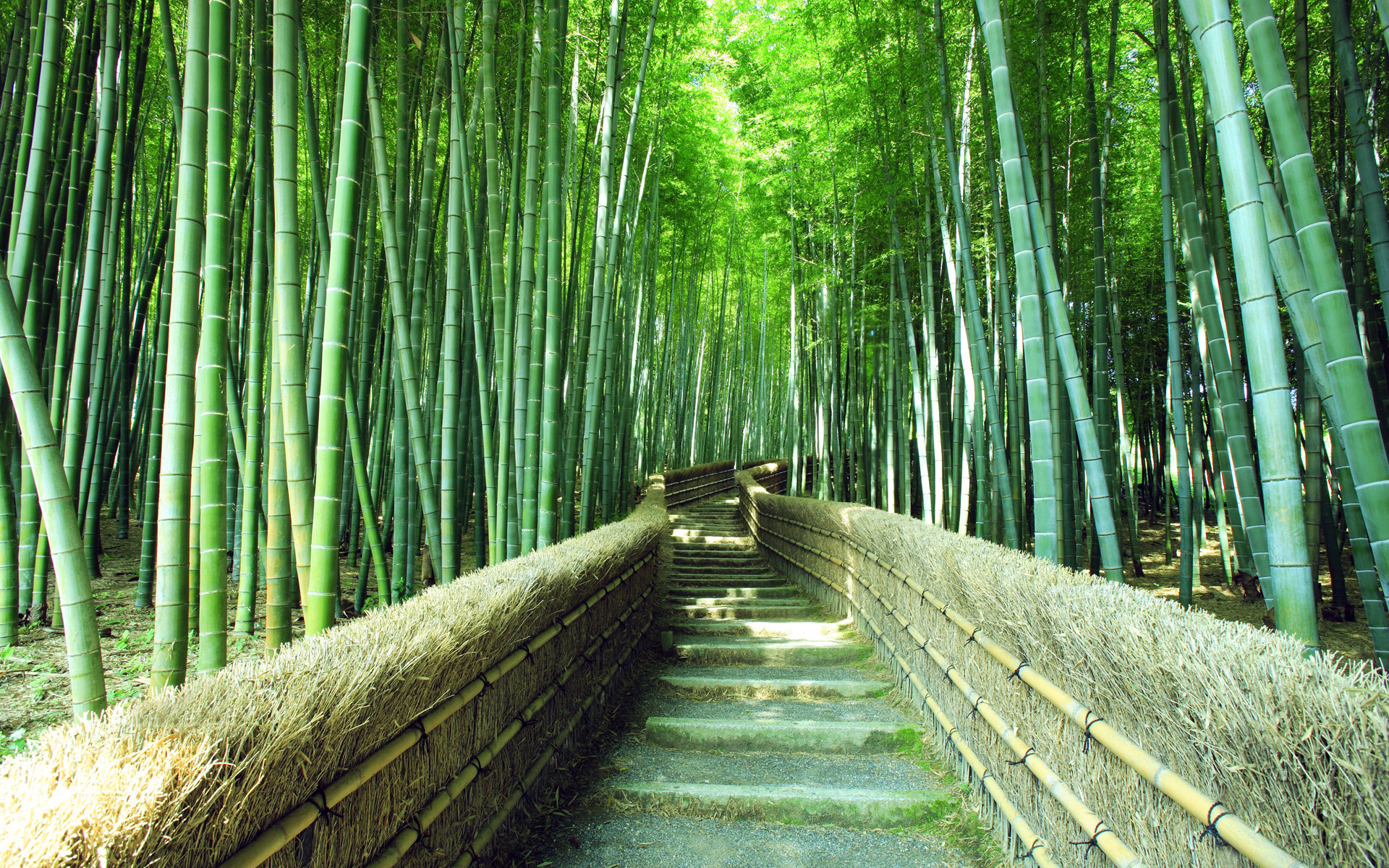风景 绿竹