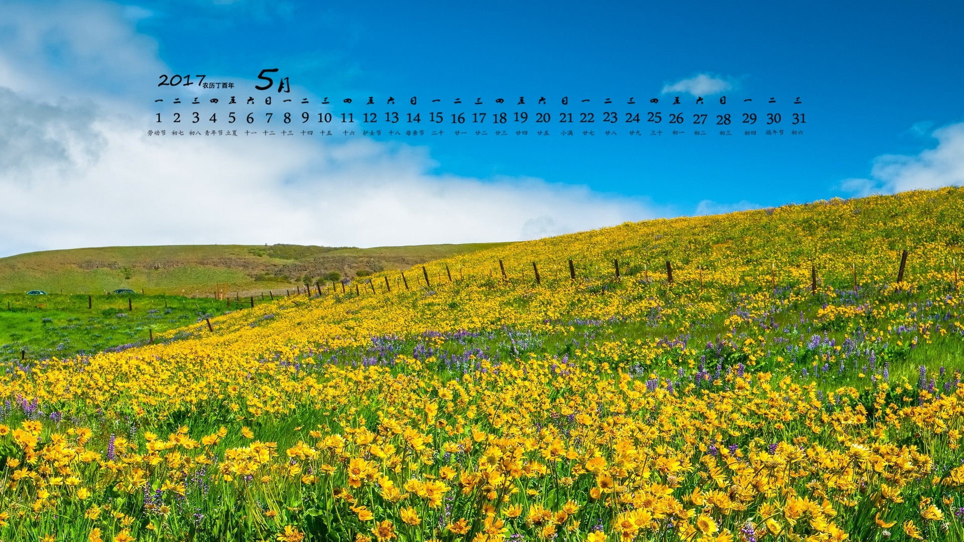 2017年5月 向日葵 花海 蓝天白云