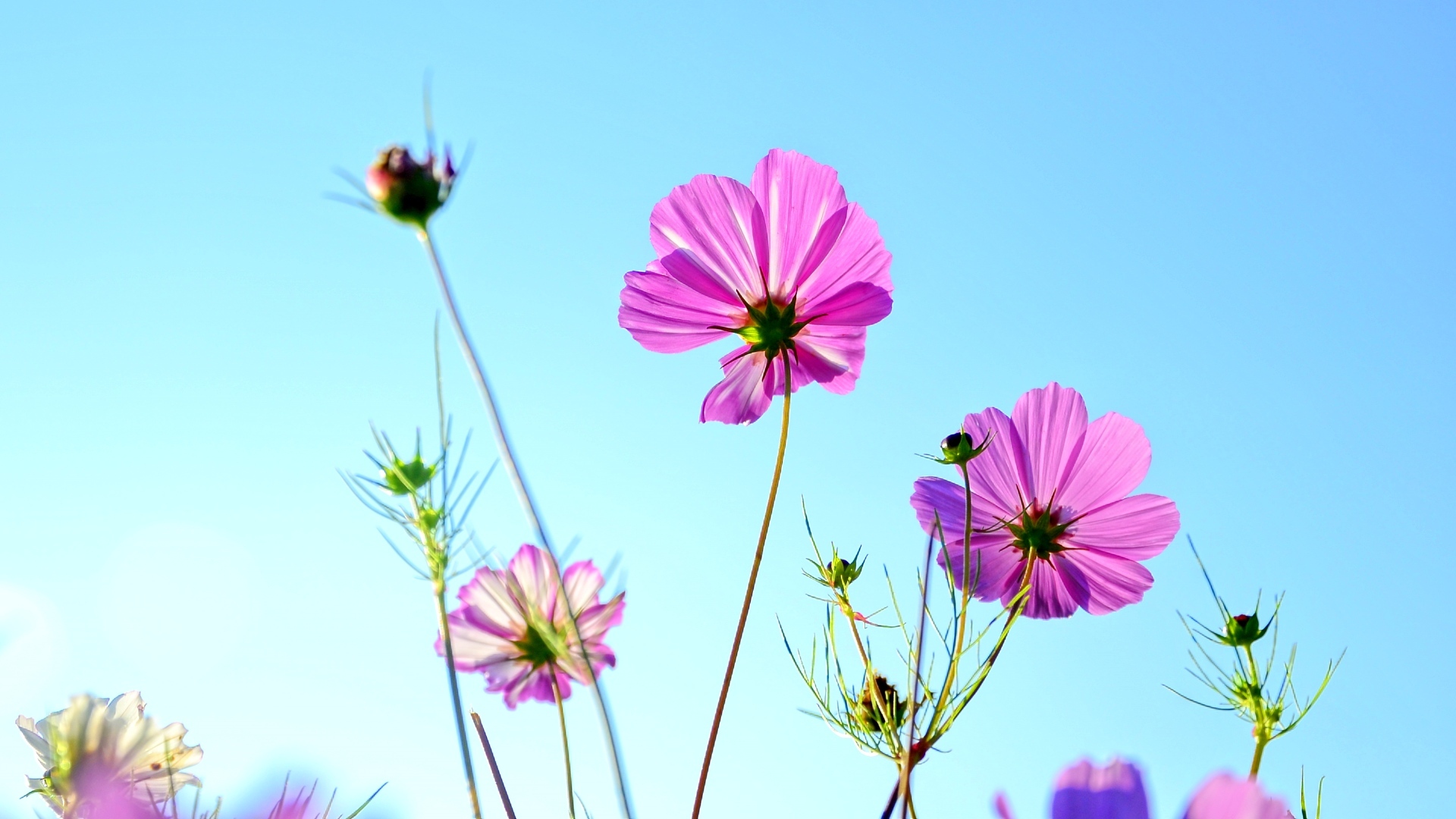 秋英 花卉 大波斯菊