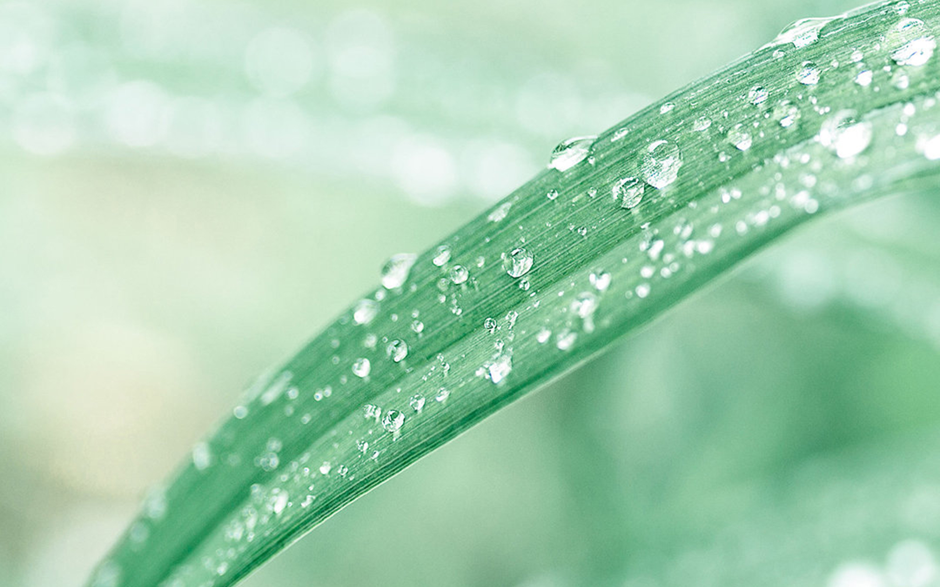 小清新 护眼壁纸 绿色