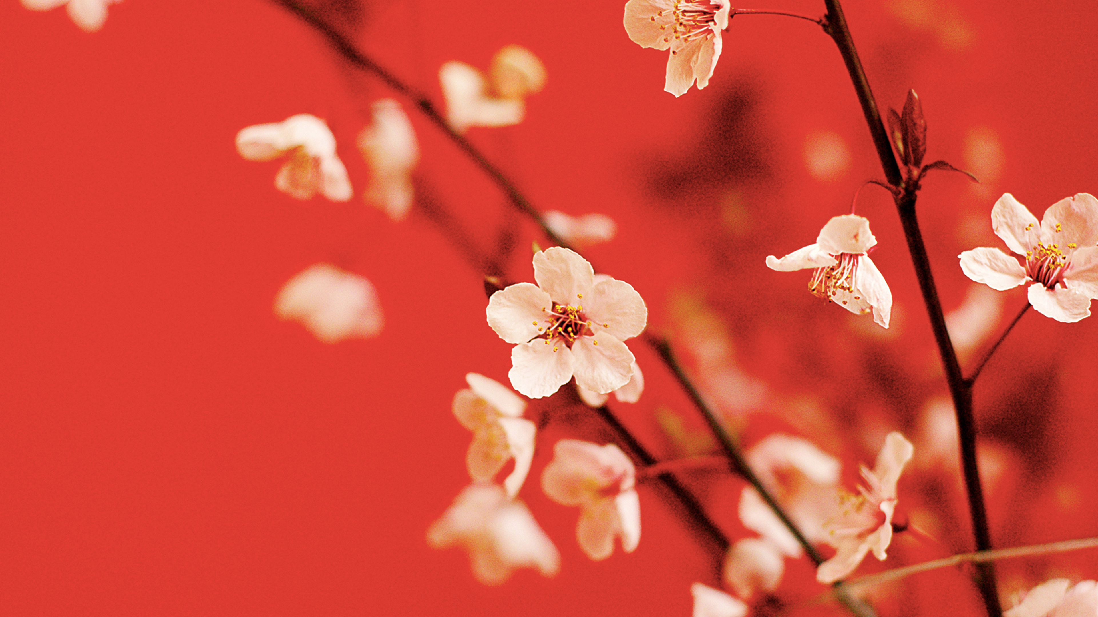 4k专区 红色 喜庆 梅花