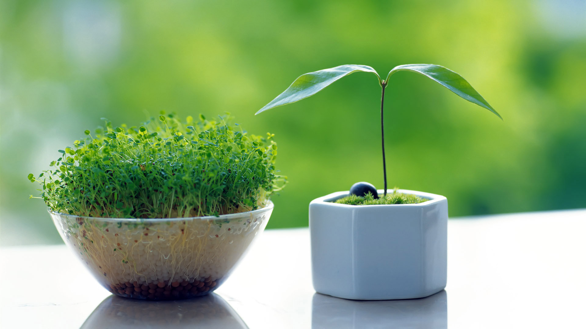 小清新  清新  护眼