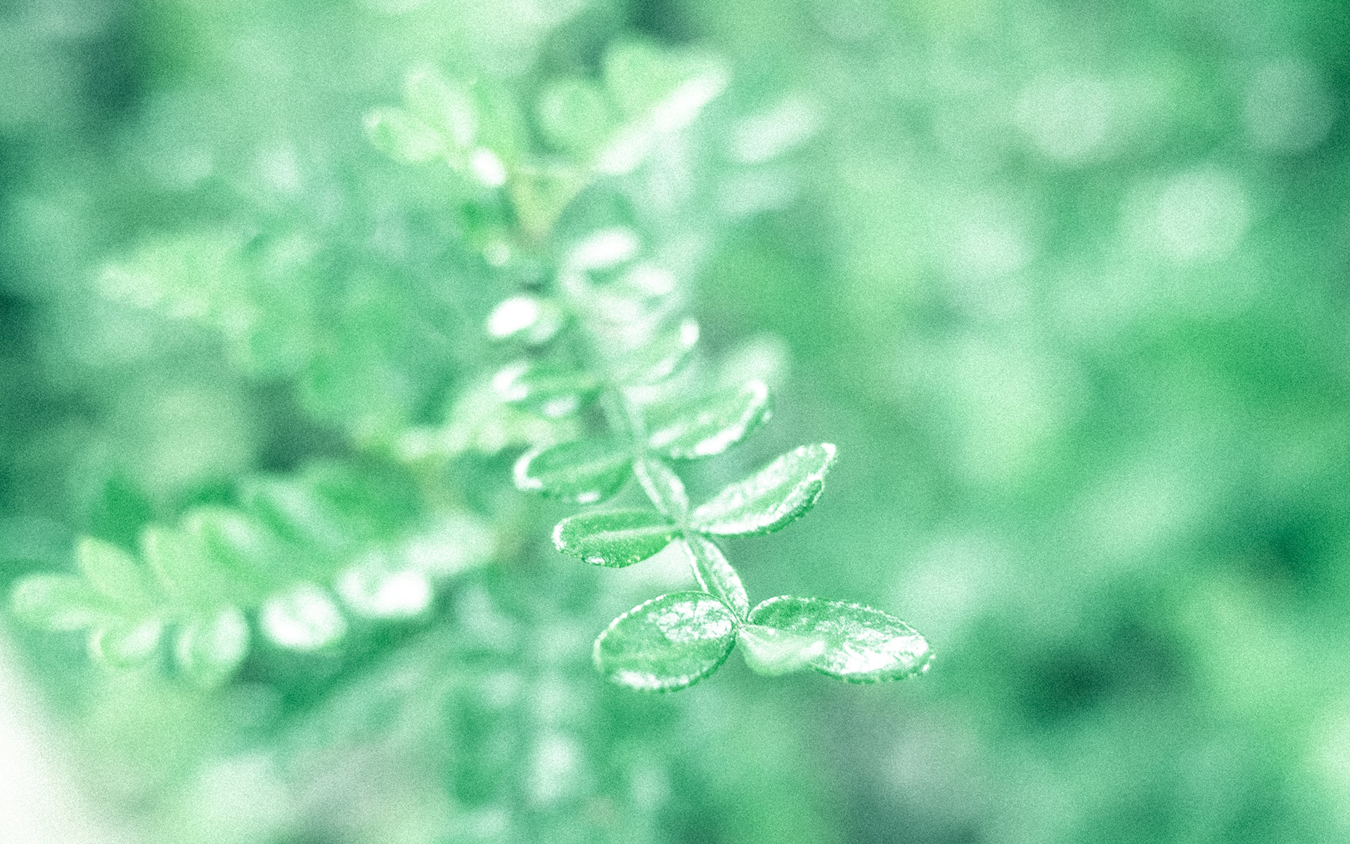 静物写真  日系清新养眼高清桌面