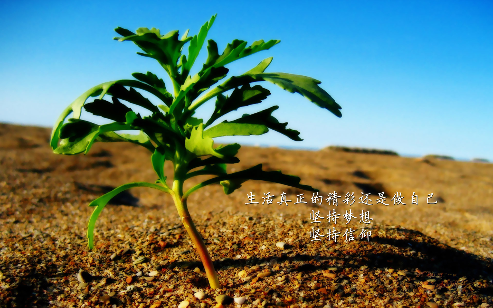文字 沙漠 植物 梦想 信仰