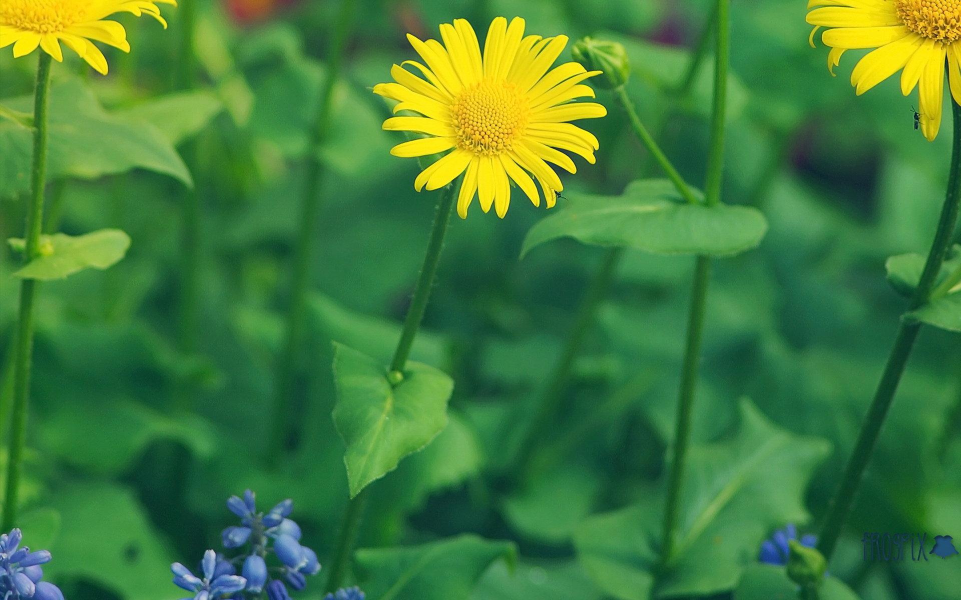 小清新 小花 可爱 生机勃勃