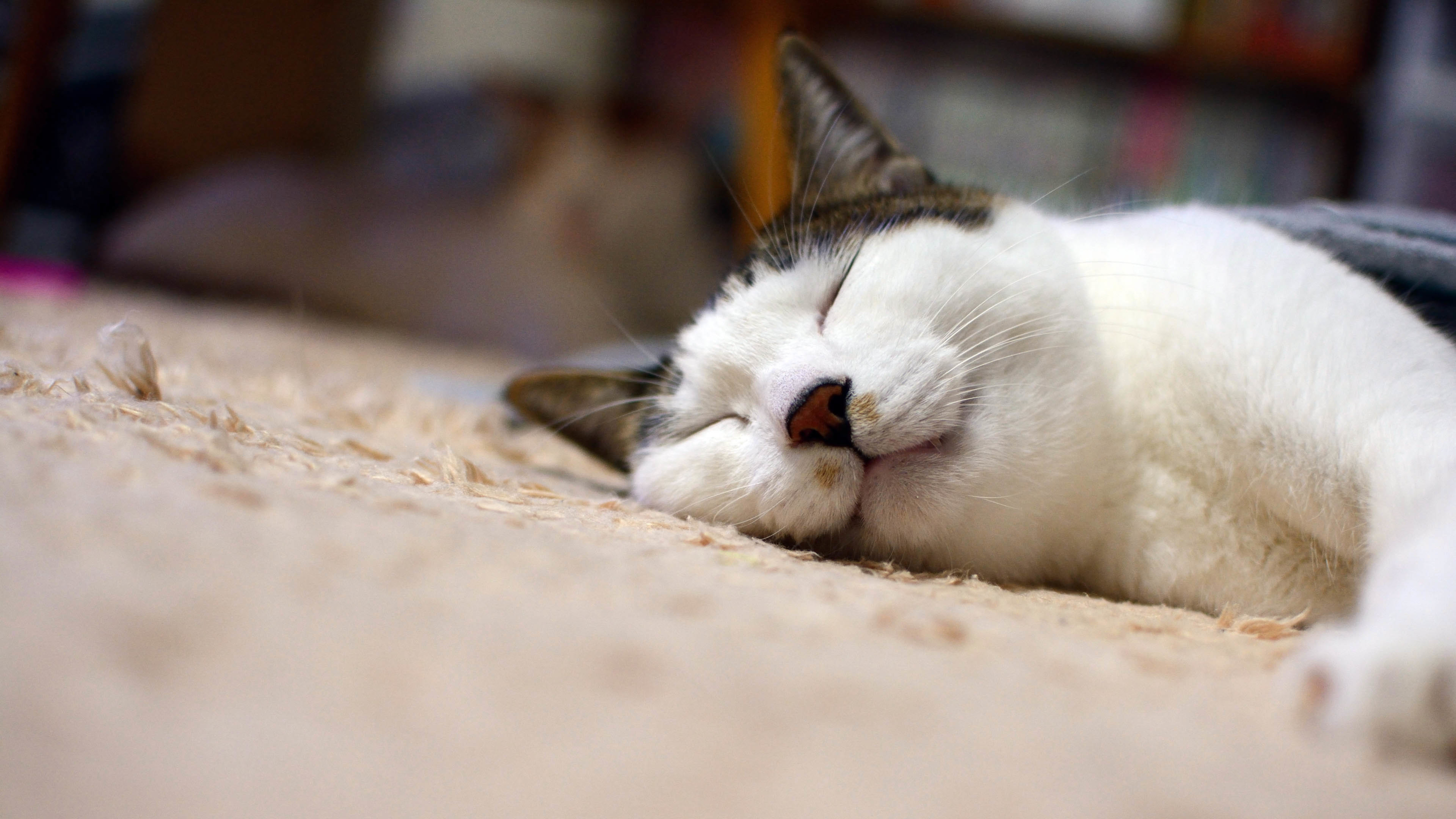 喵星人 猫 睡觉