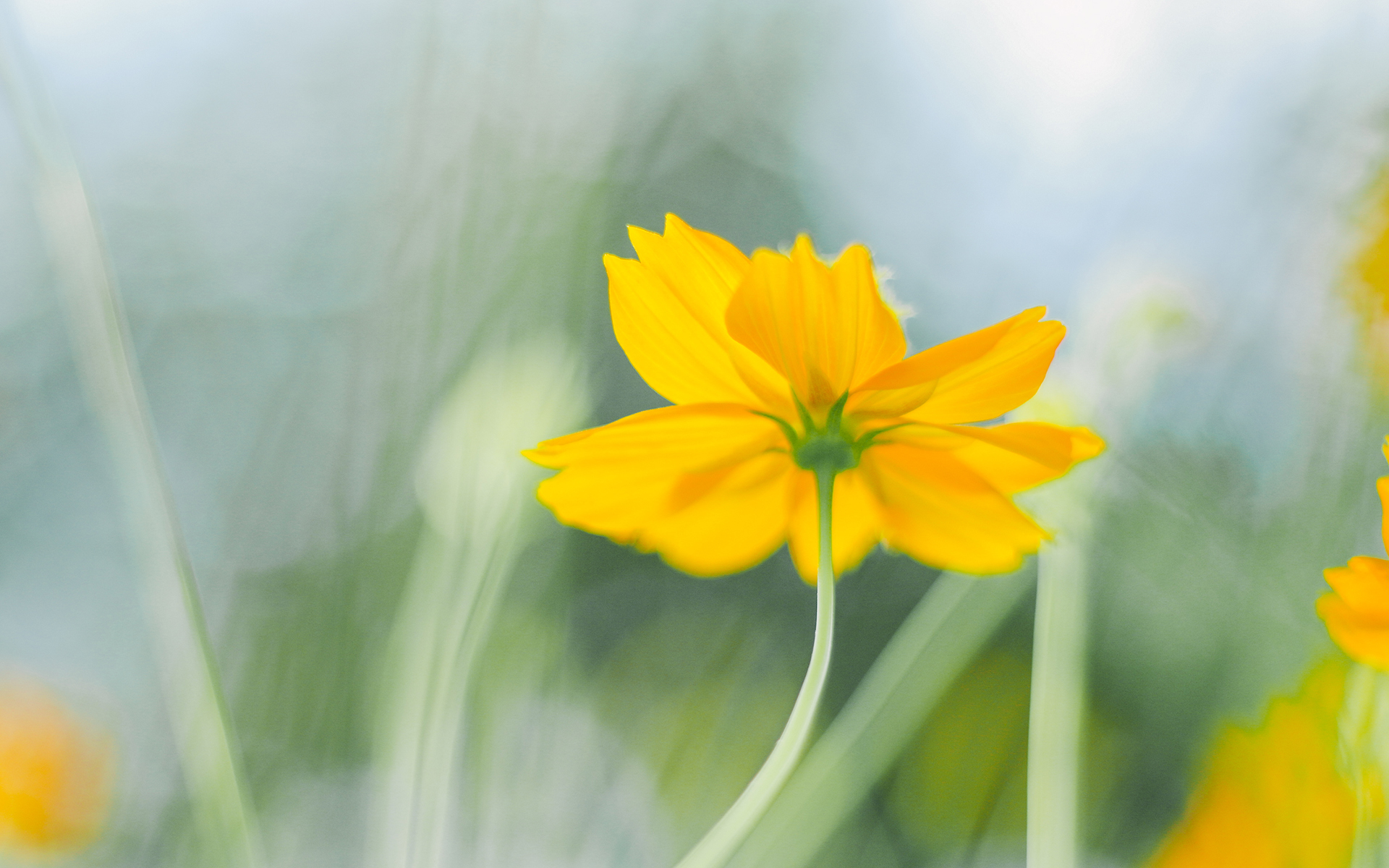 舒缓压力  唯美秋菊