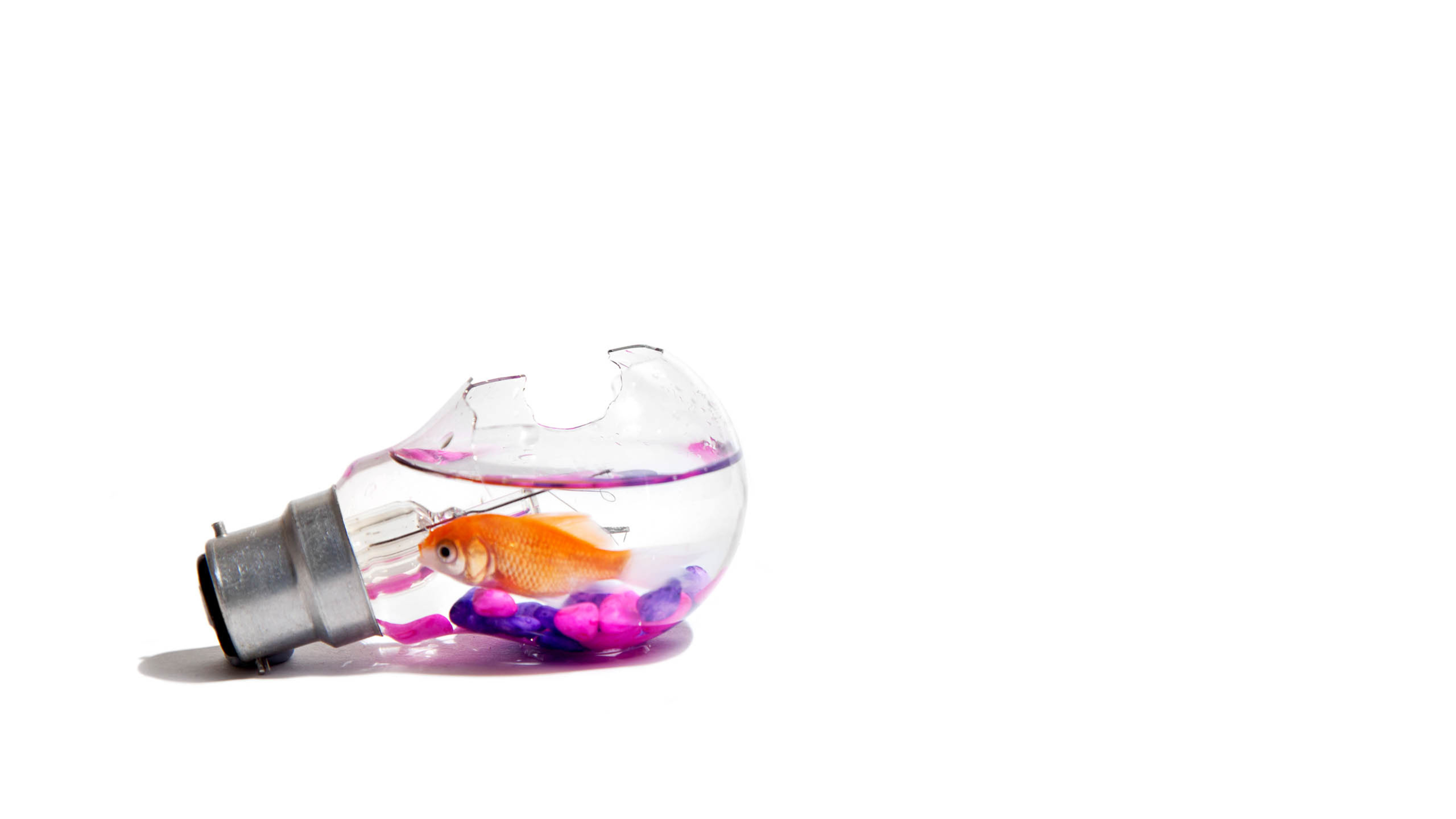 灯泡 金鱼 白色 纯色