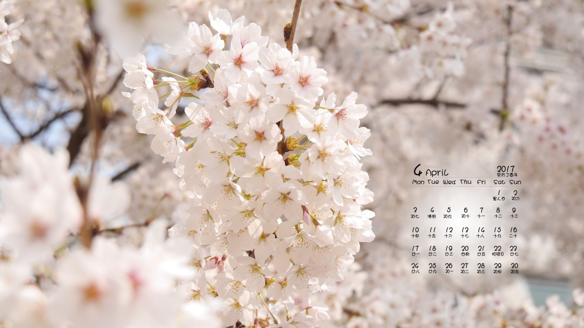 2017年4月 白色樱花