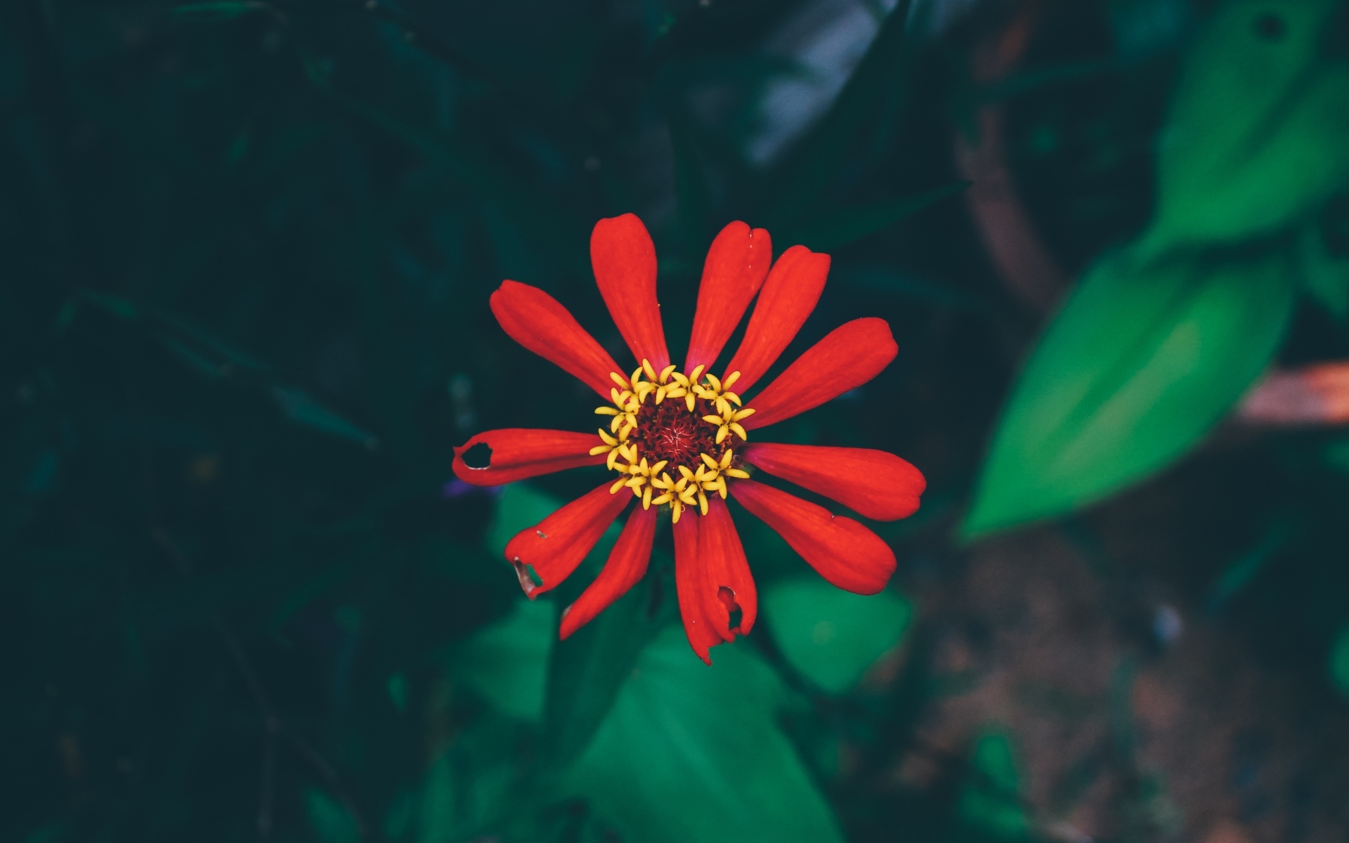 小清新 娇艳欲滴 花朵 花卉