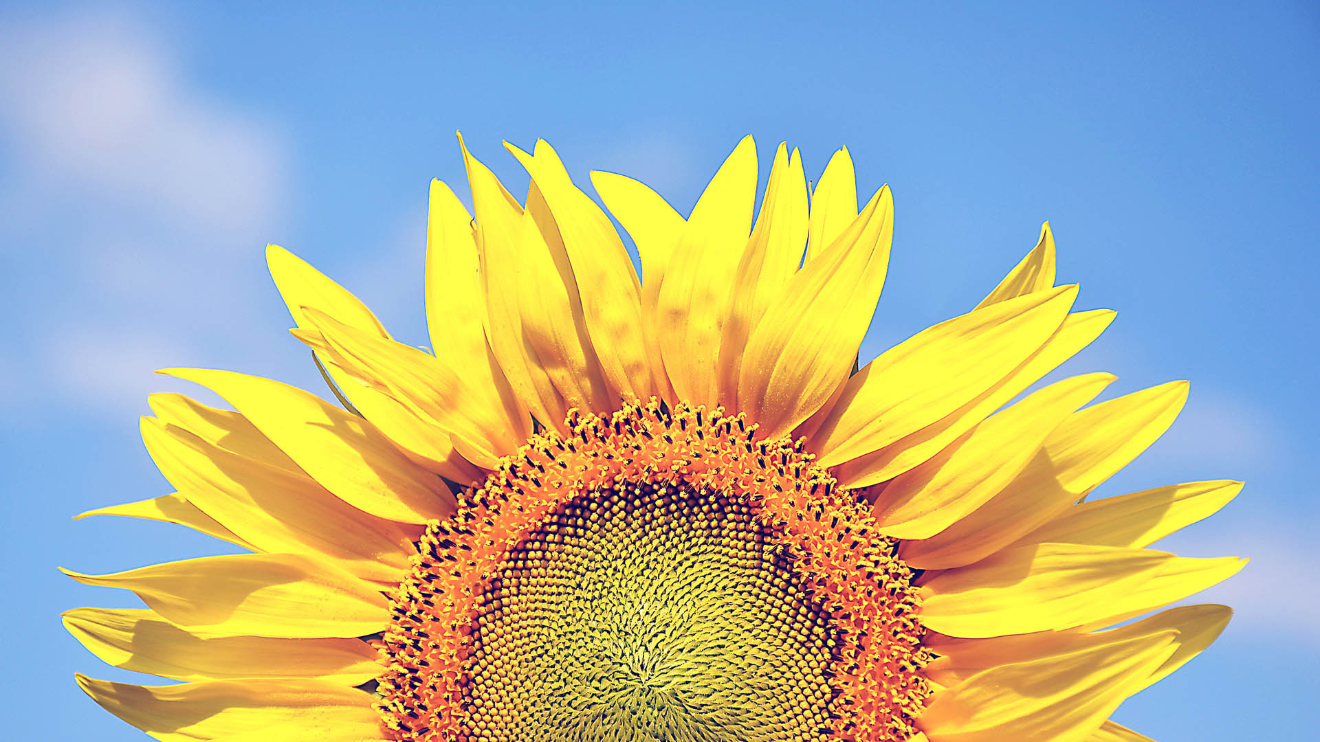 小清新 娇艳欲滴 花 向日葵