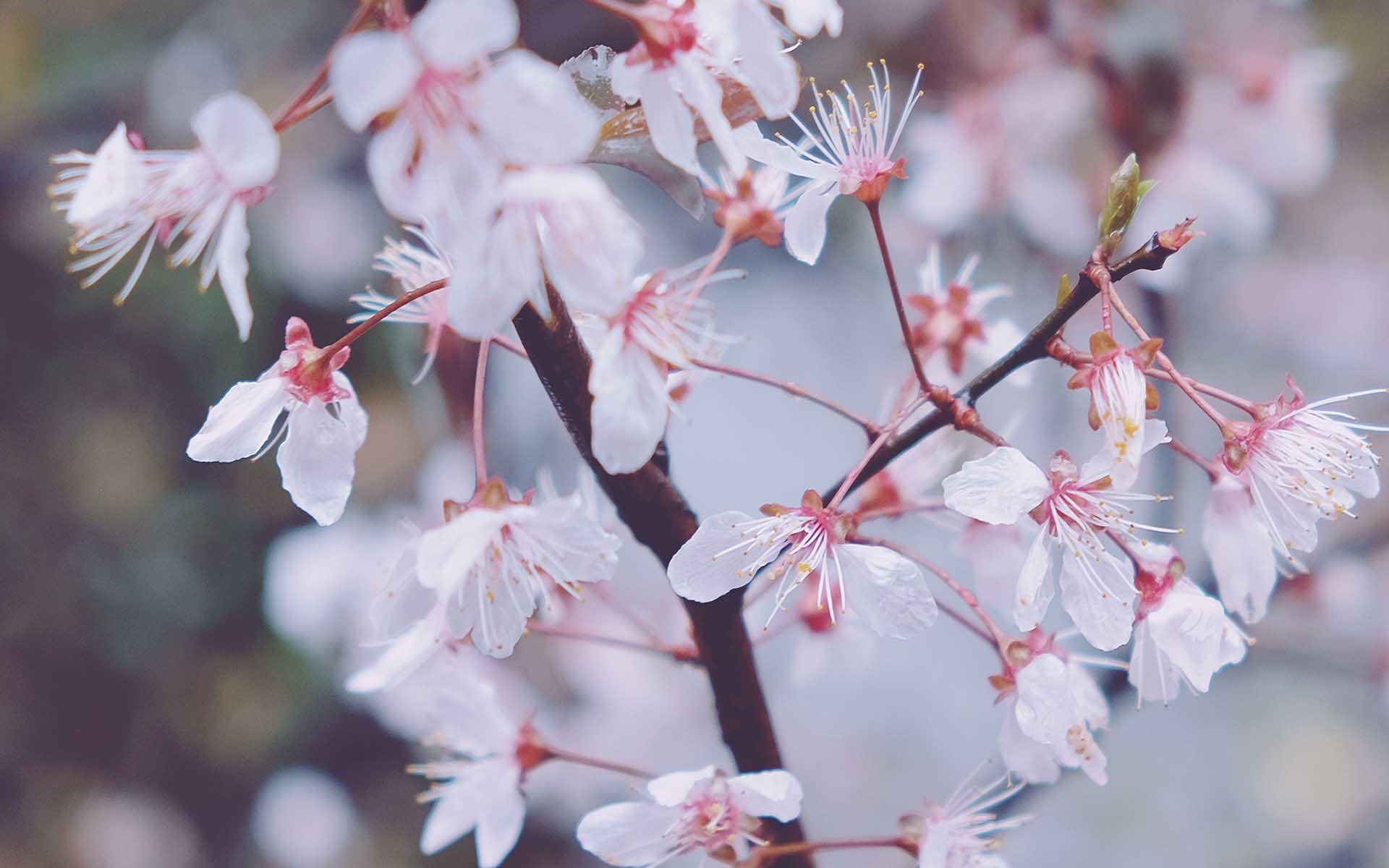 小清新 鸟语花香