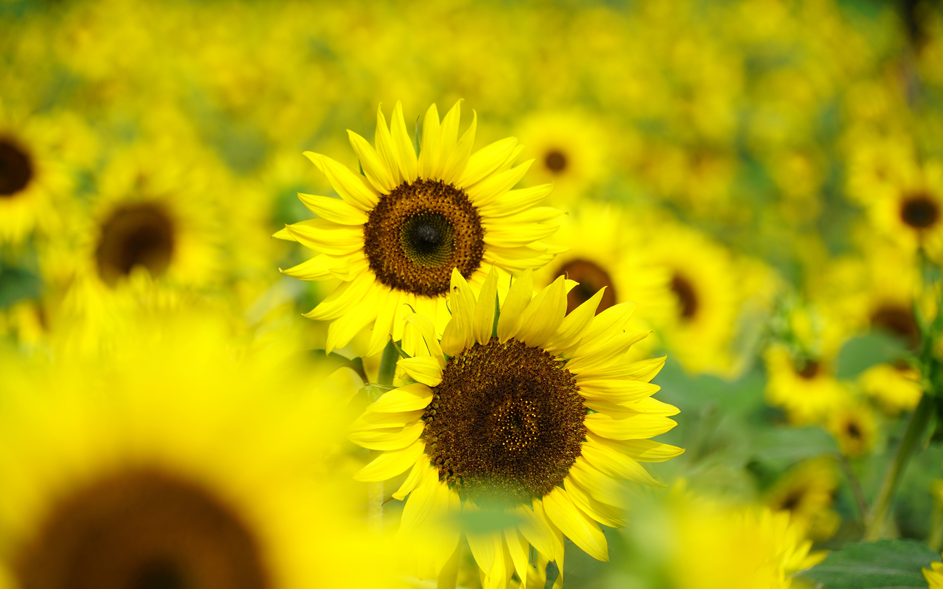 舒缓压力  娇艳的向日葵