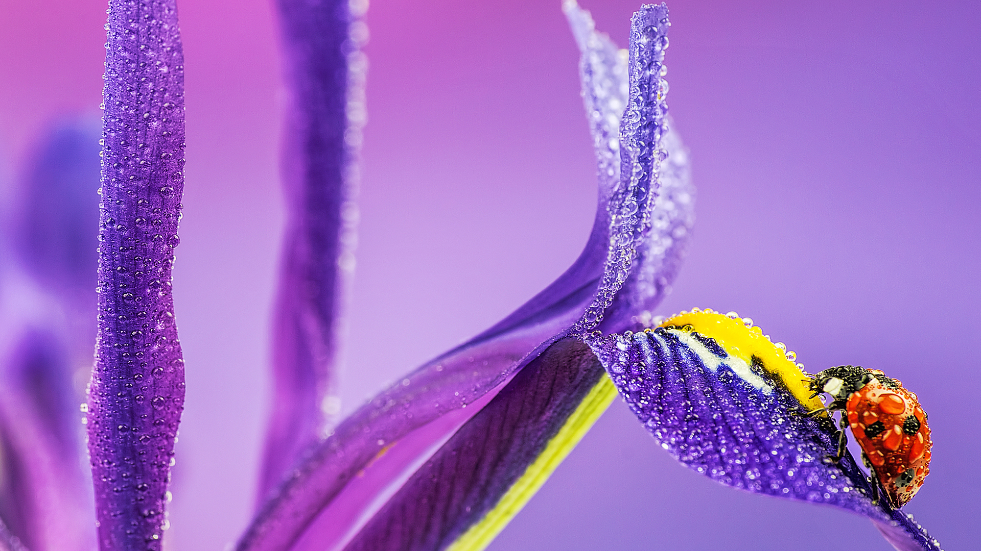 小清新 娇艳欲滴 花