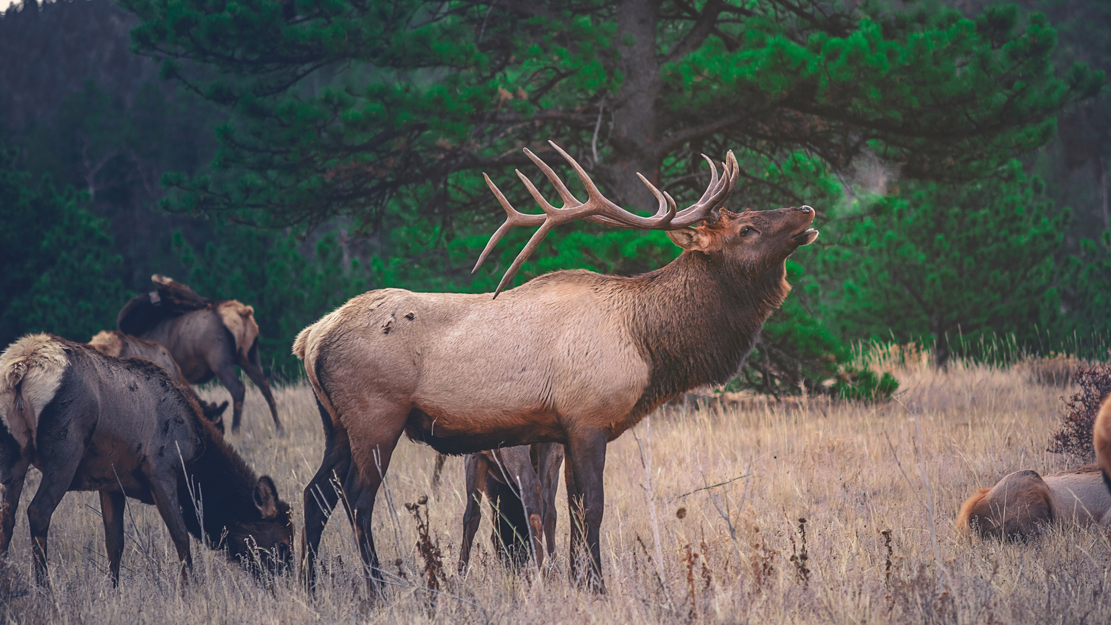 动物 野生动物 麋鹿