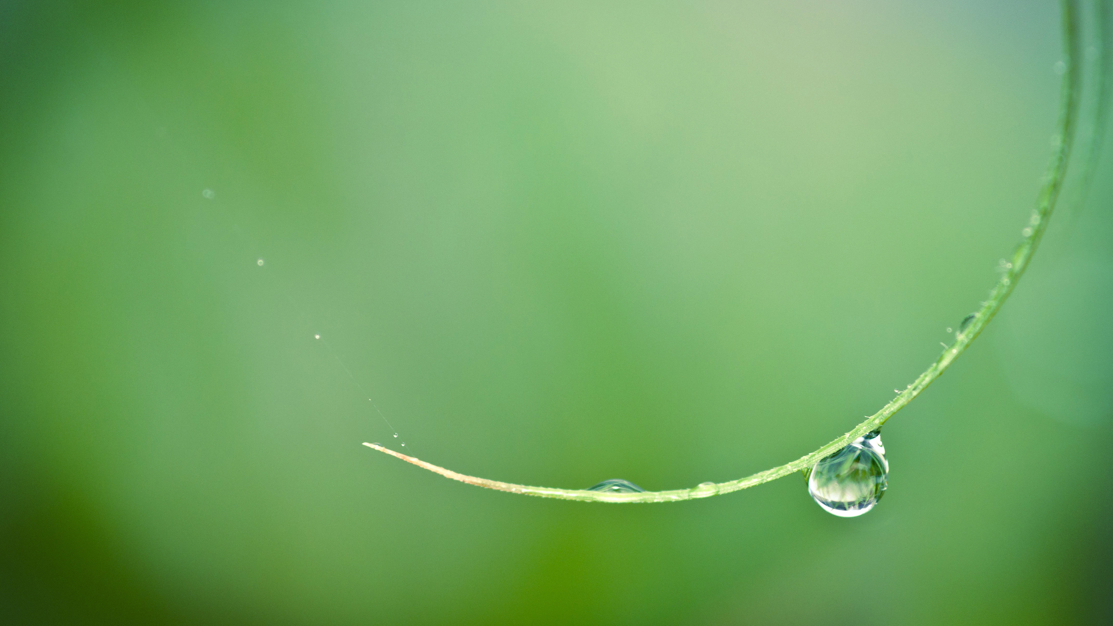 护眼壁纸 露珠 清晨 绿色 希望