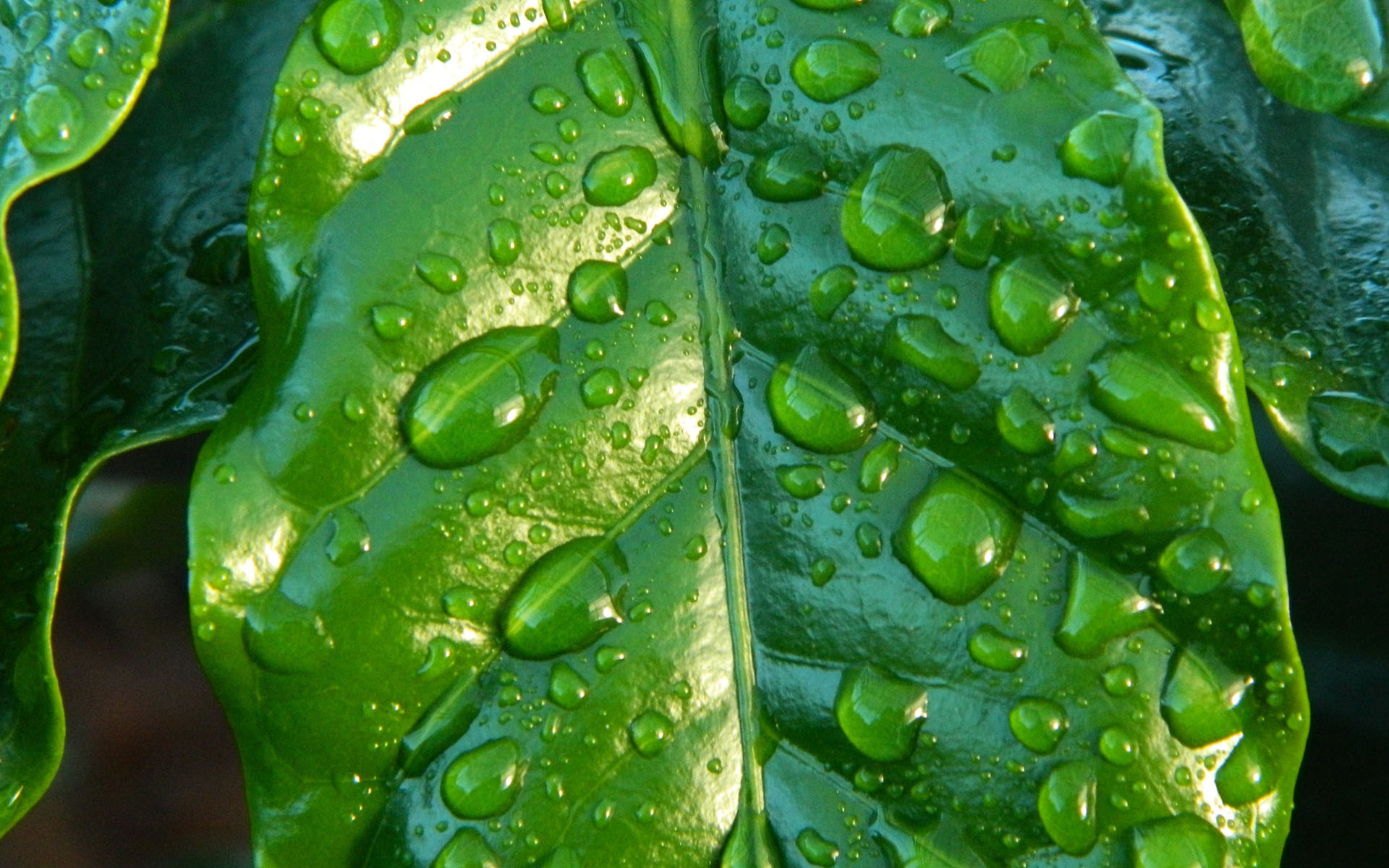 护眼壁纸  绿色 护眼  树叶  露珠