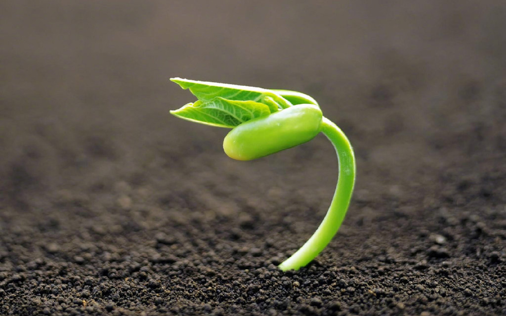 护眼壁纸 新芽 生机 活力