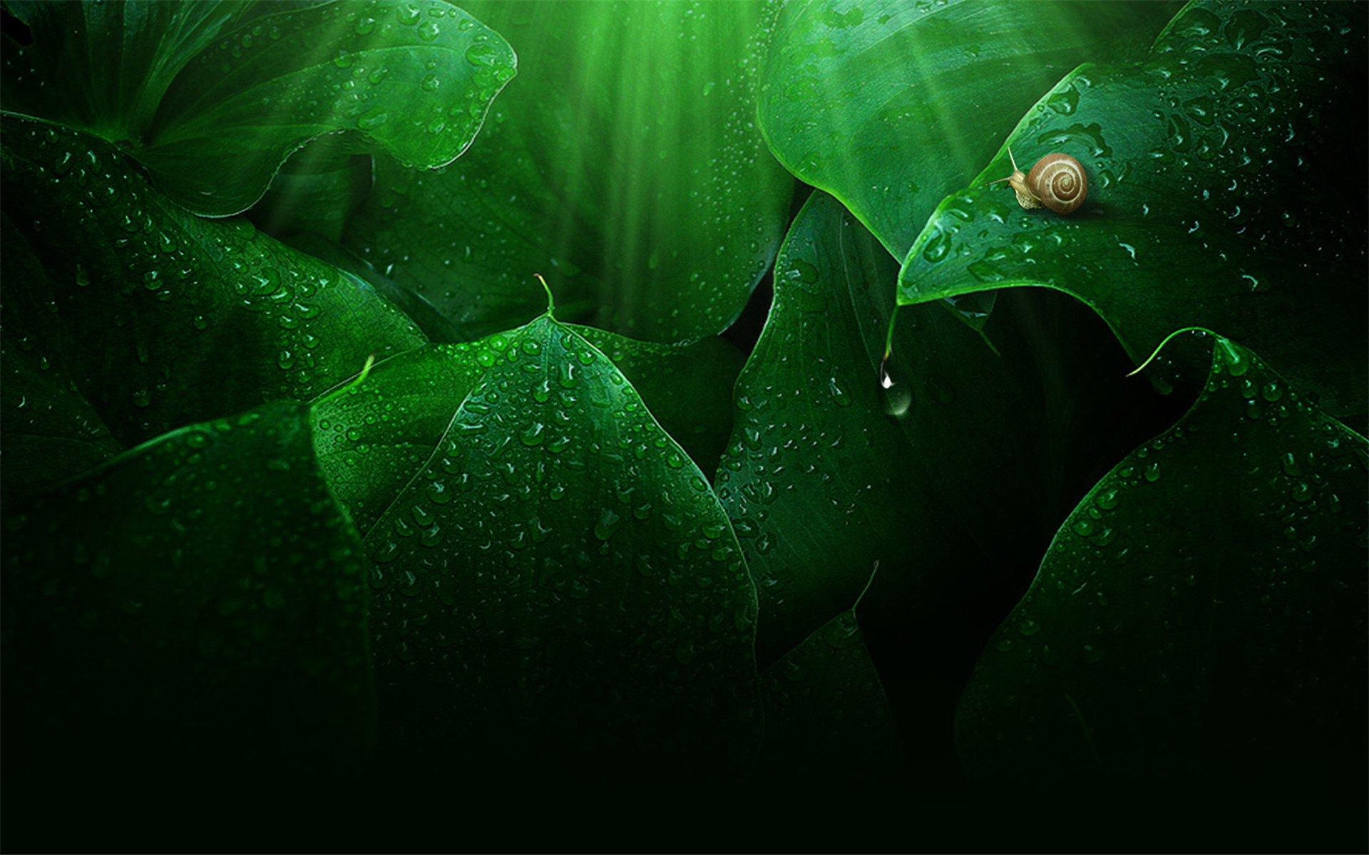 小清新 绿色 护眼壁纸