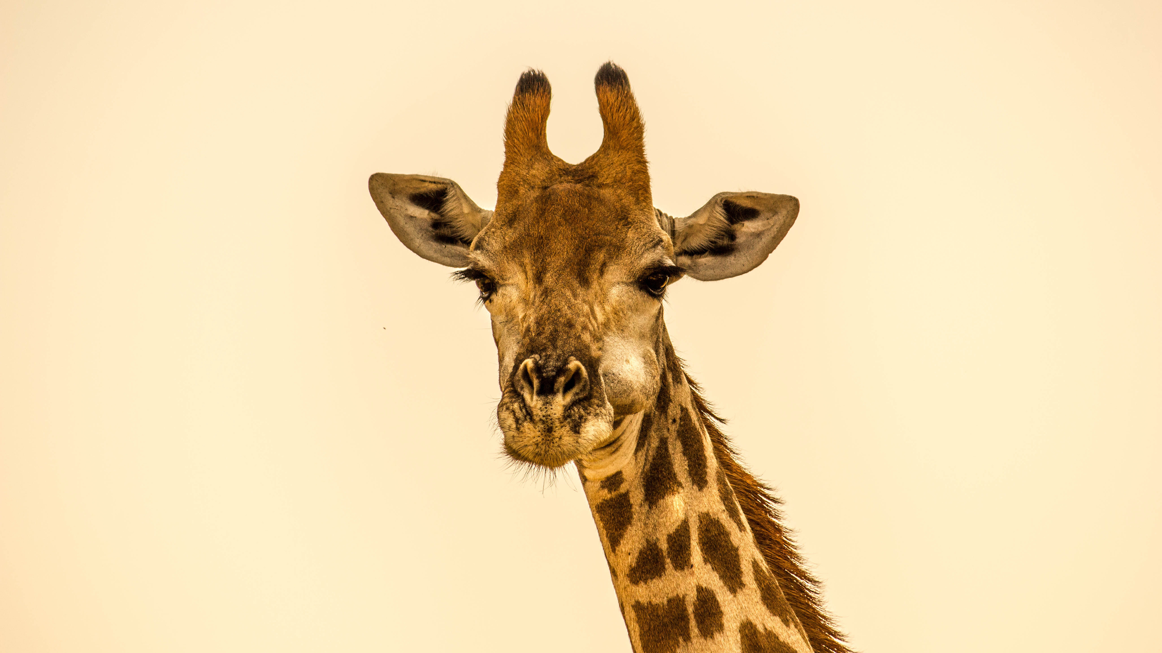 动物 野生动物 长颈鹿