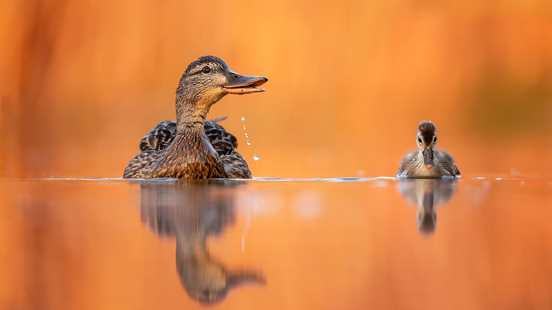 小鸟天地 鸭子 湖水 高清