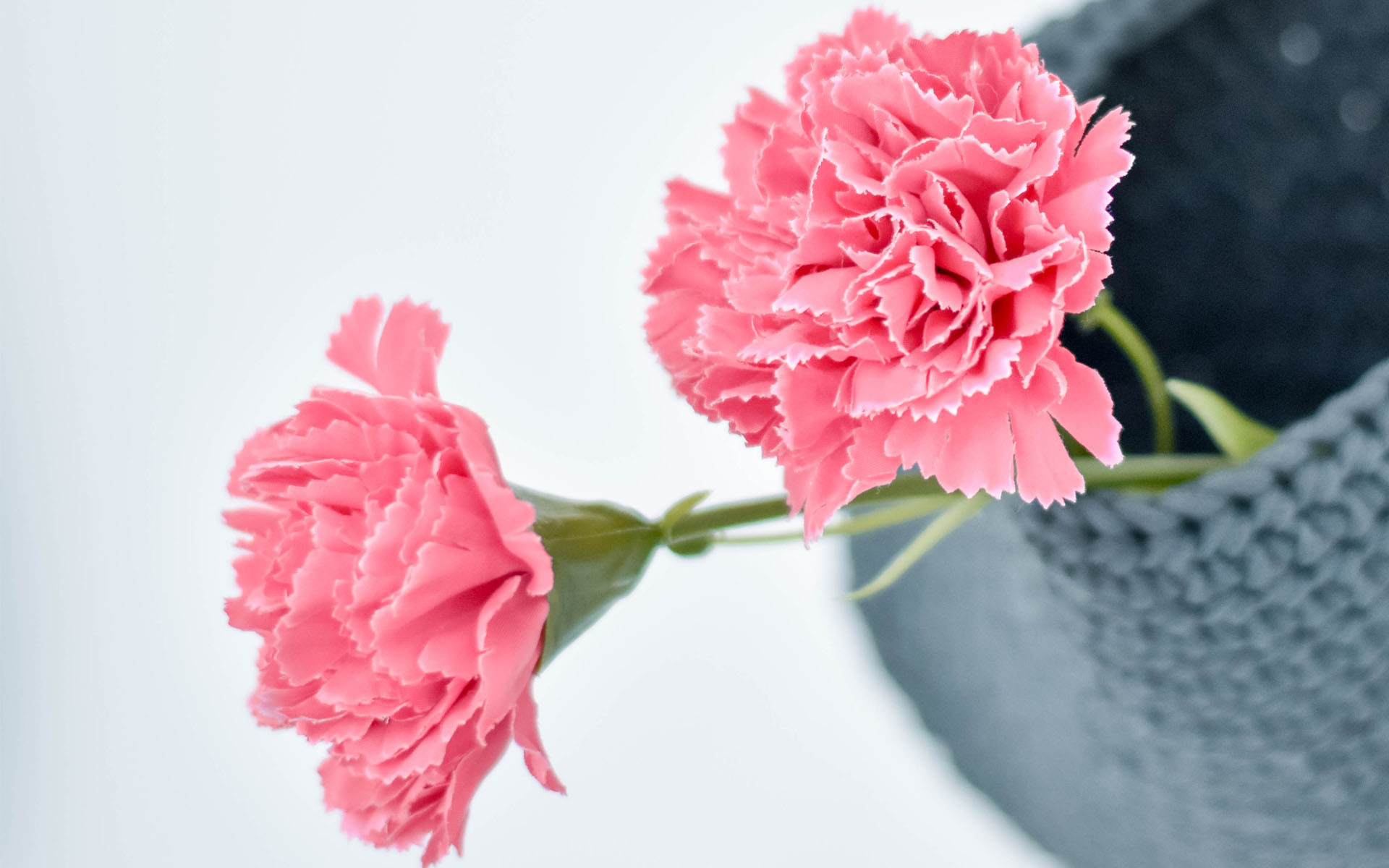 小清新 静物 插花 花卉