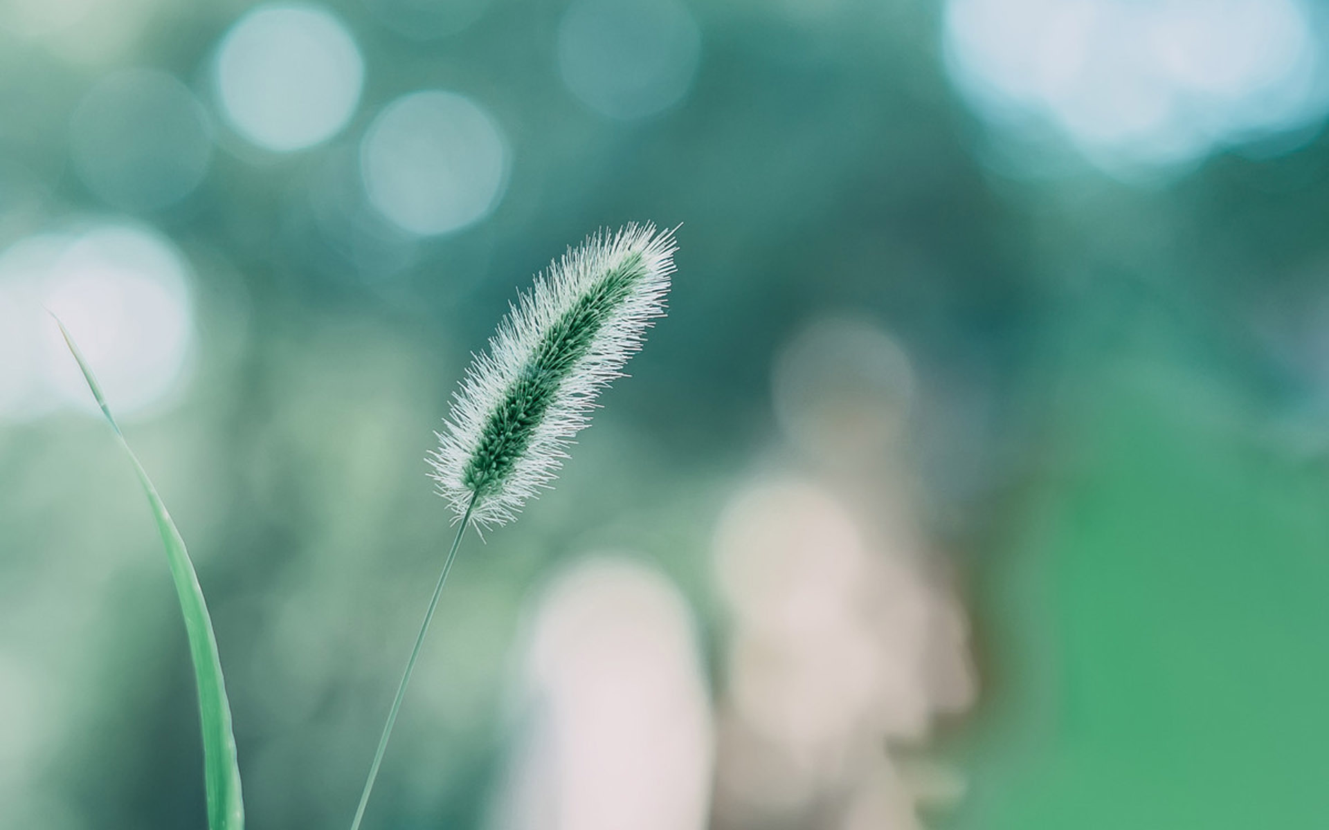 护眼壁纸  植物  绿色  狗尾巴草