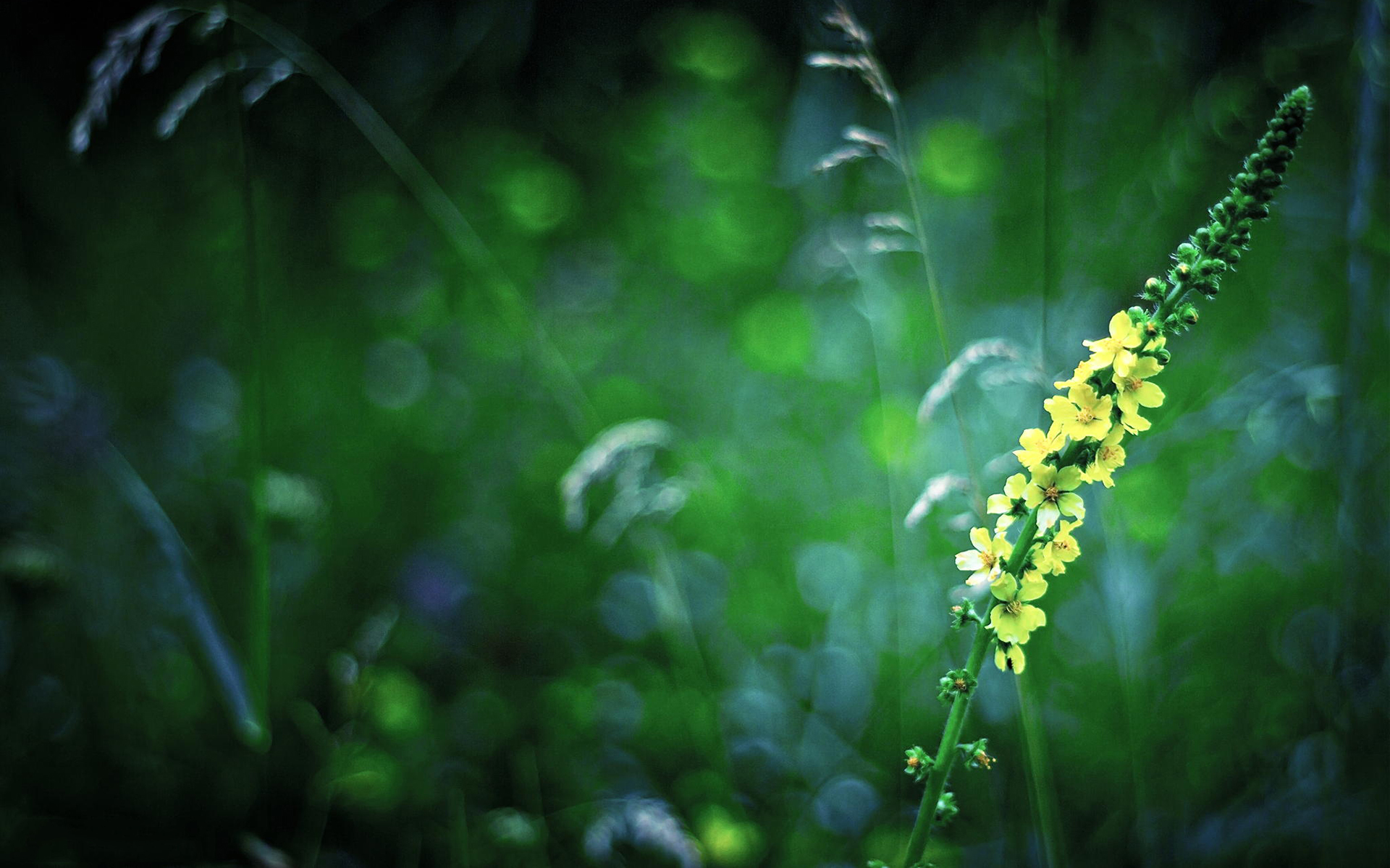 清新淡雅 小黄花 绿色 护眼