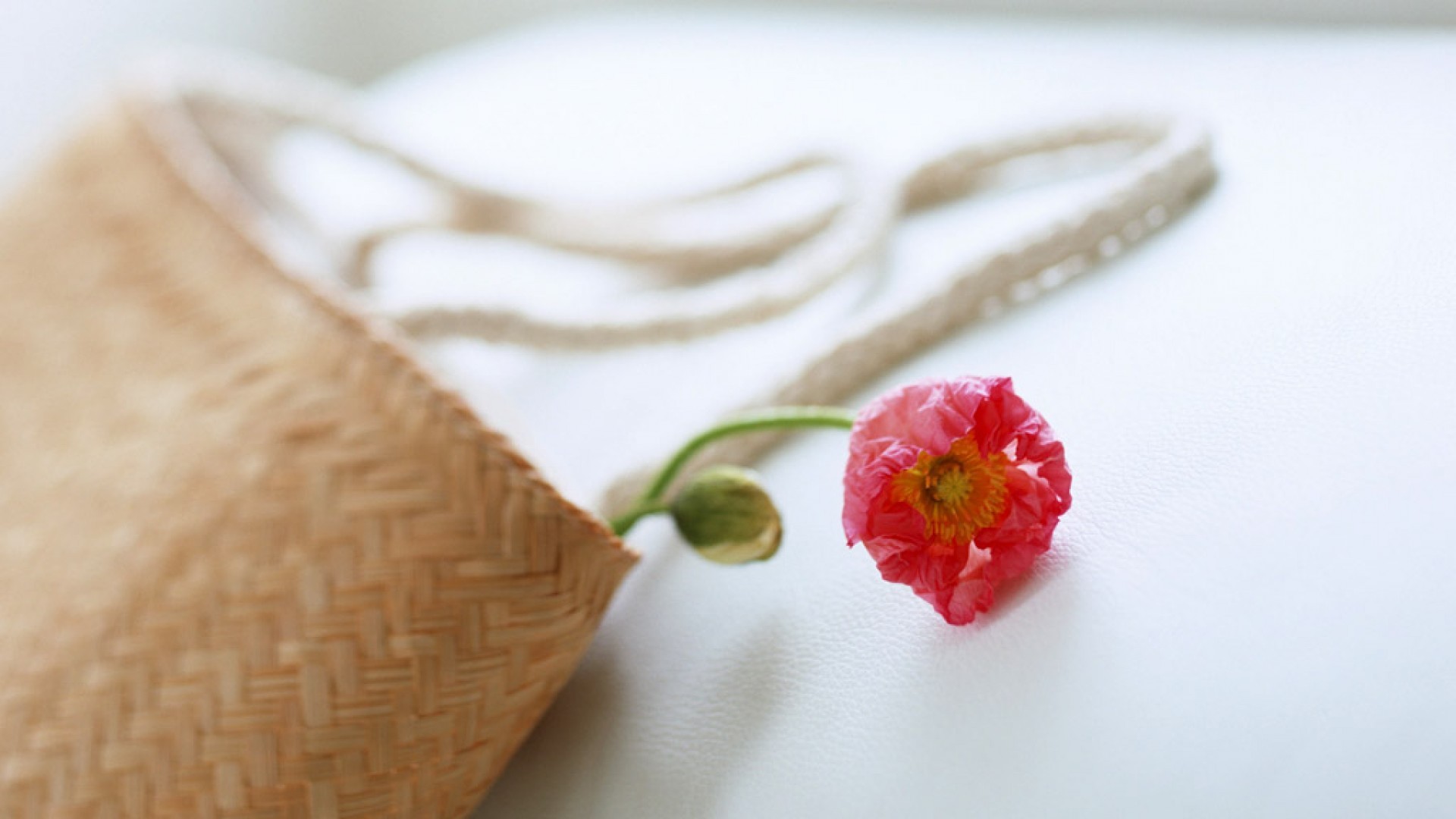 静物写真  简洁  绿色  植物   养眼