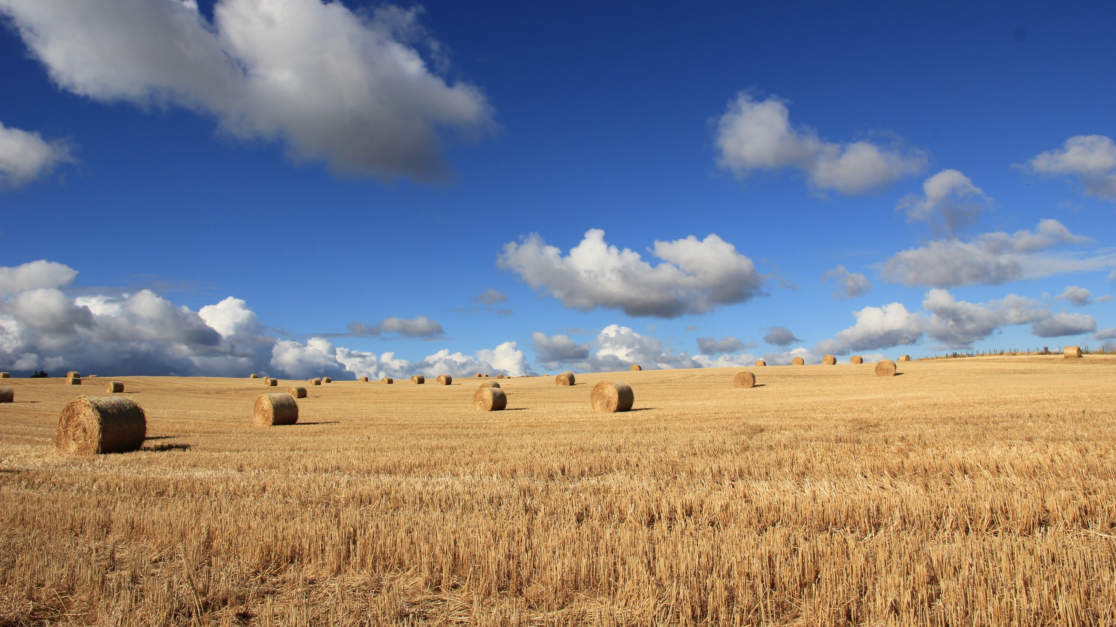 4K 风景 蓝天 白云 草垛
